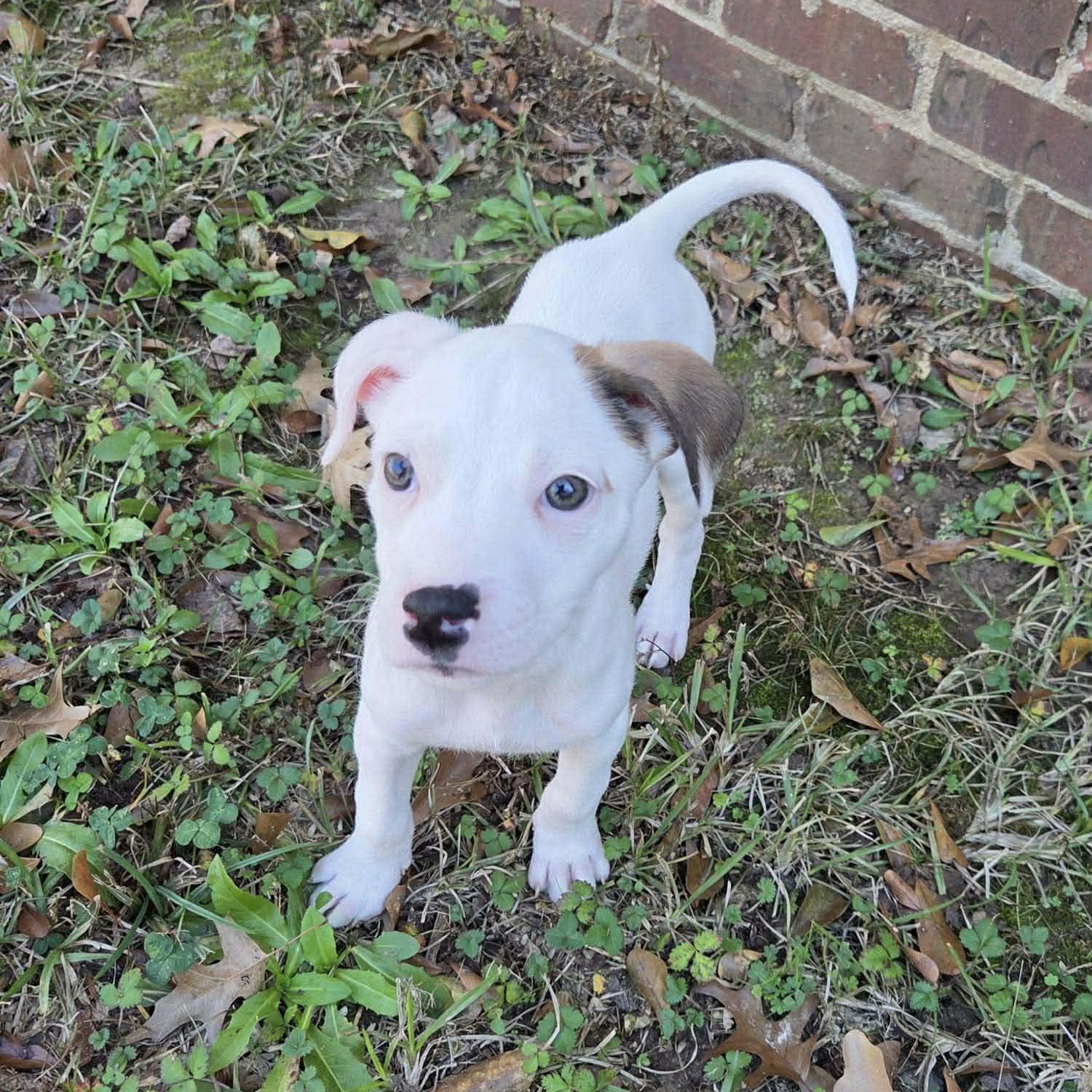 Enlarge Maisie, a ADOPTABLE mixed breed in Smithfield, RI image 6/6