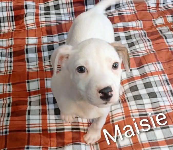Enlarge Maisie, a ADOPTABLE mixed breed in Smithfield, RI image 2/6