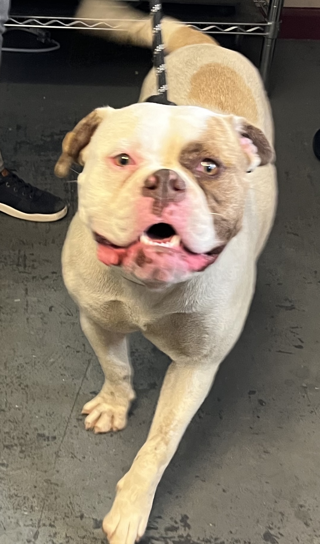 Hanna, Adoptable, Young Female American Bulldog.