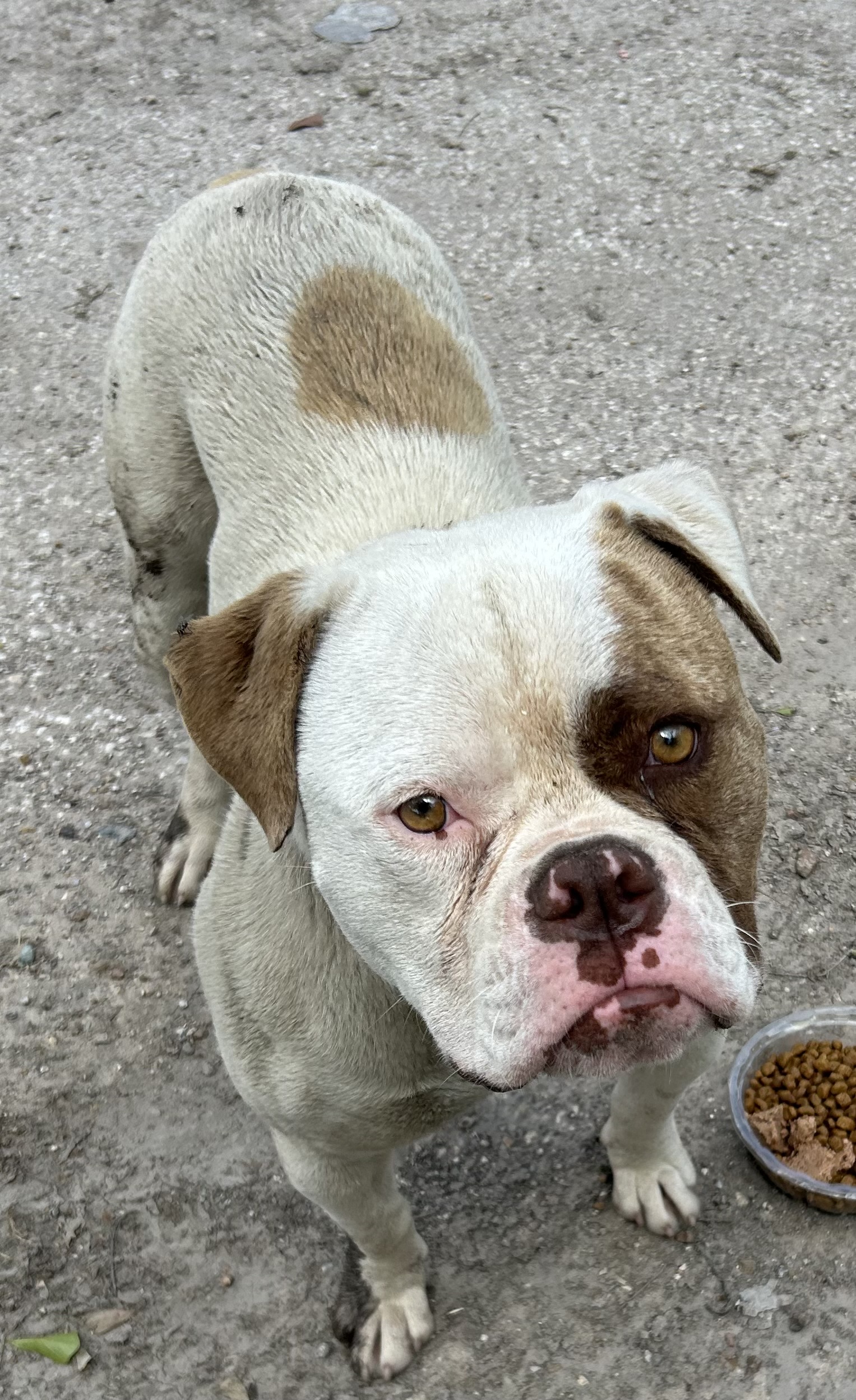Hanna, a Adoptable American Bulldog in Waltham, MA image 2/2
