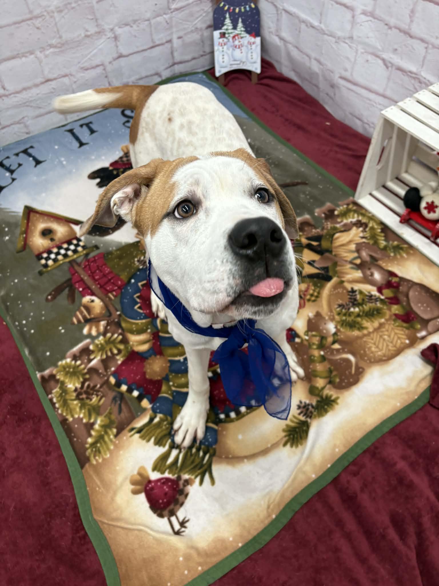 Steph, Adoptable, Young Female American Bulldog.