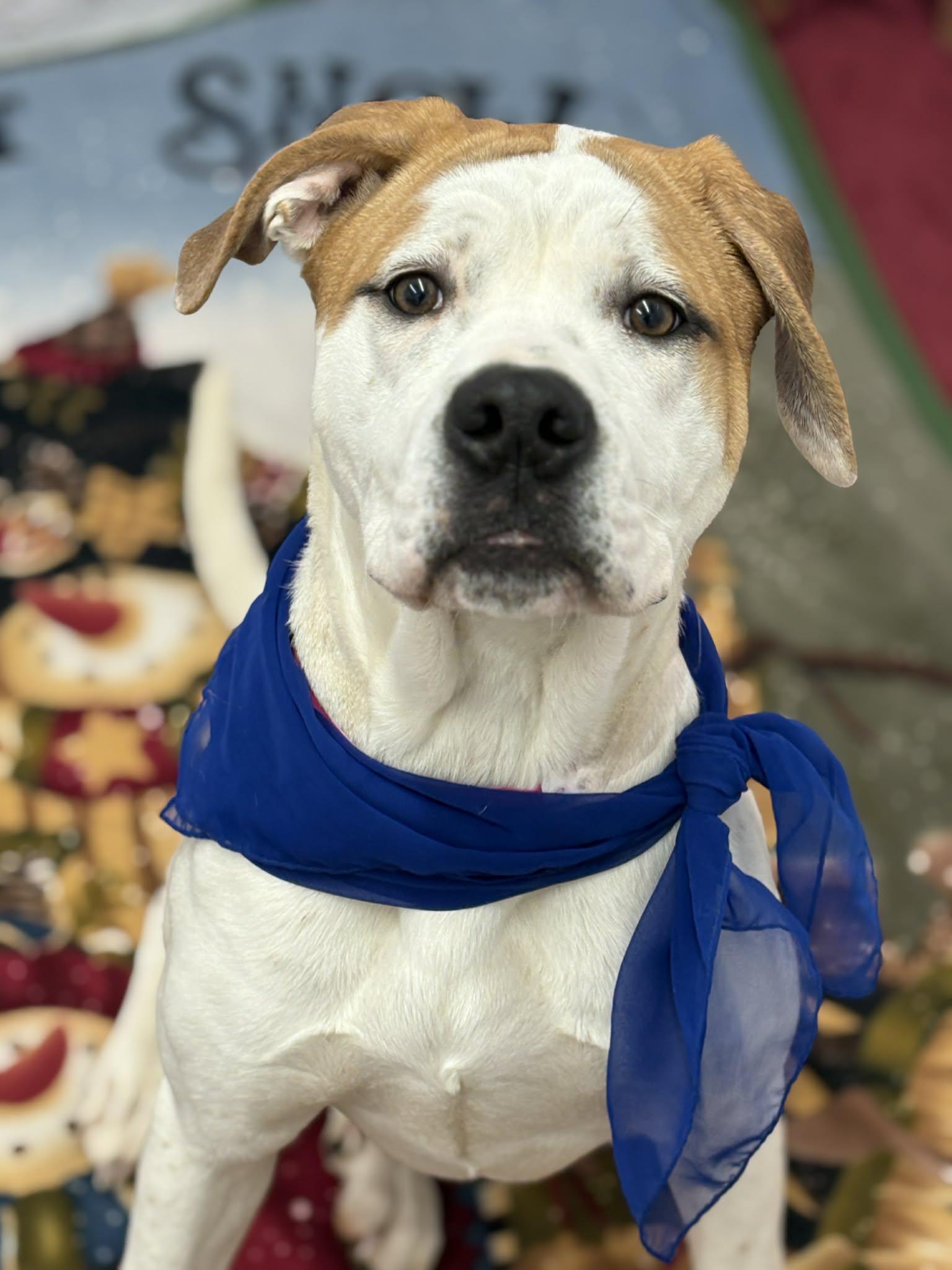 Enlarge Steph, a Adoptable mixed breed in Oxford, MI image 2/6