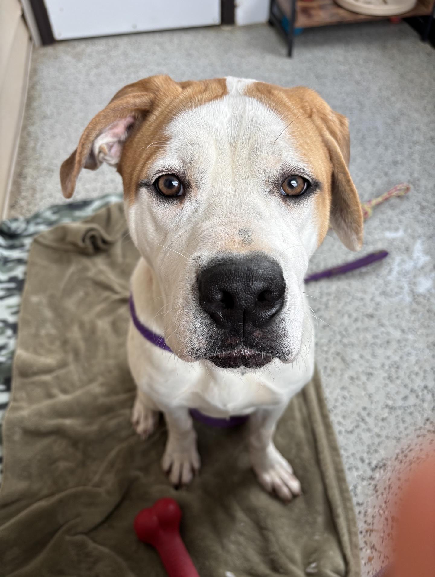 Enlarge Steph, a Adoptable mixed breed in Oxford, MI image 6/6
