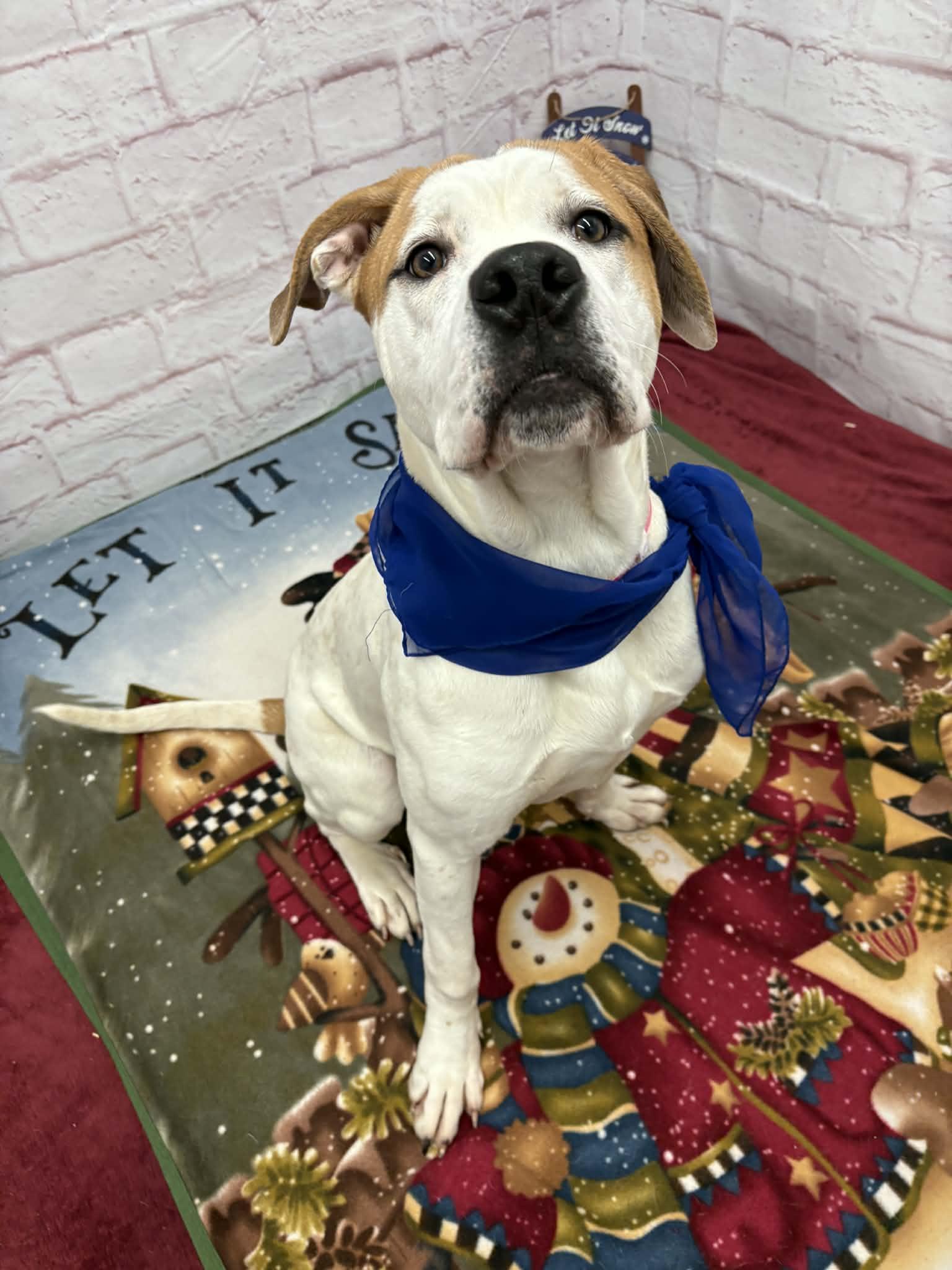 Enlarge Steph, a Adoptable mixed breed in Oxford, MI image 3/6