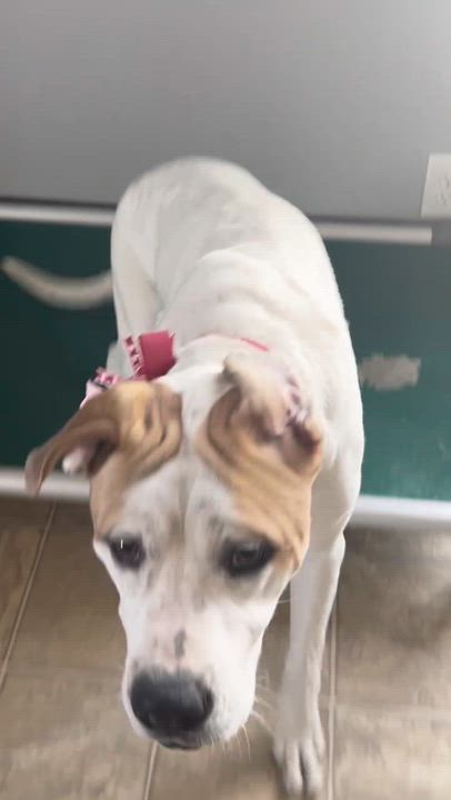 Enlarge Steph, a Adoptable mixed breed in Oxford, MI video 6/6