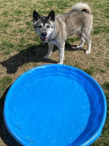 Enlarge ZUZU, a Adoptable Akita in Clinton Township, MI image 1/1