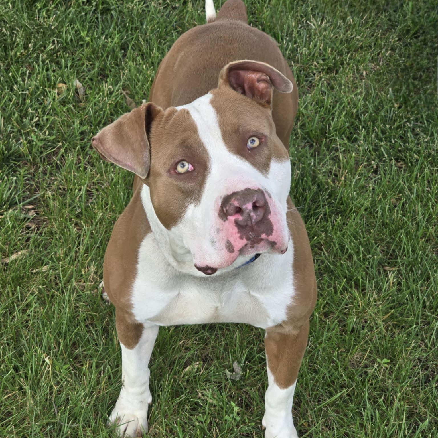 Mack