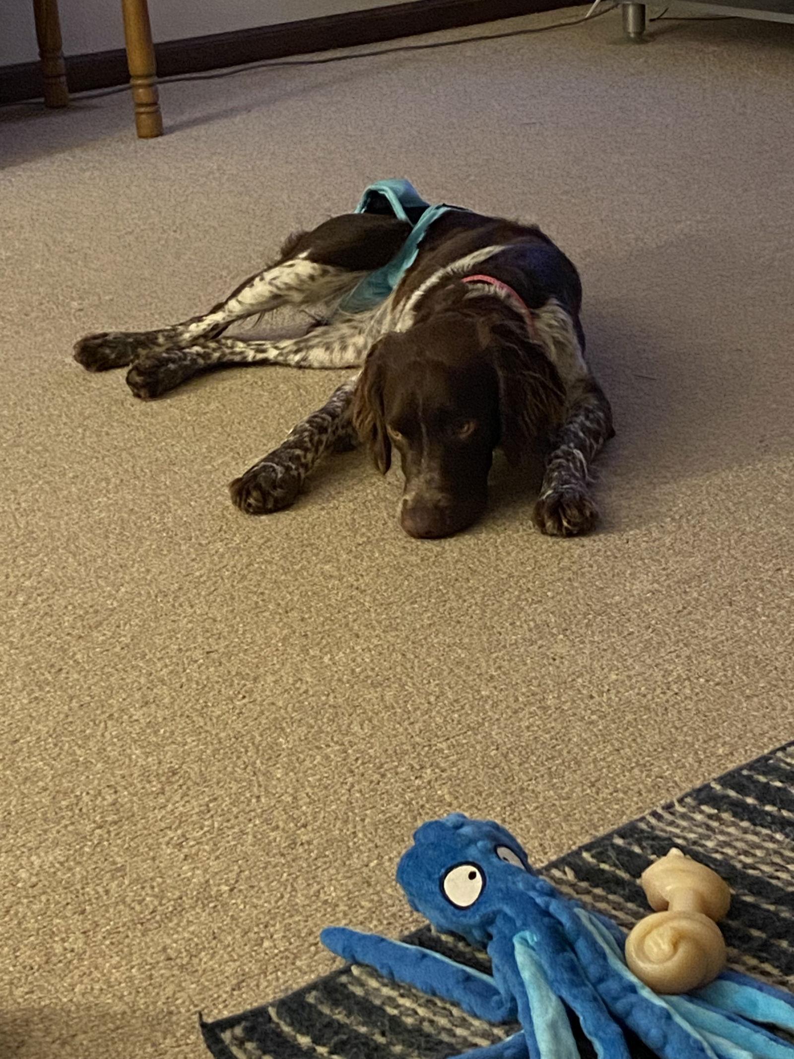 Enlarge MI/Shadow, a Adopted Brittany Spaniel in Baldwinsville, NY image 1/2