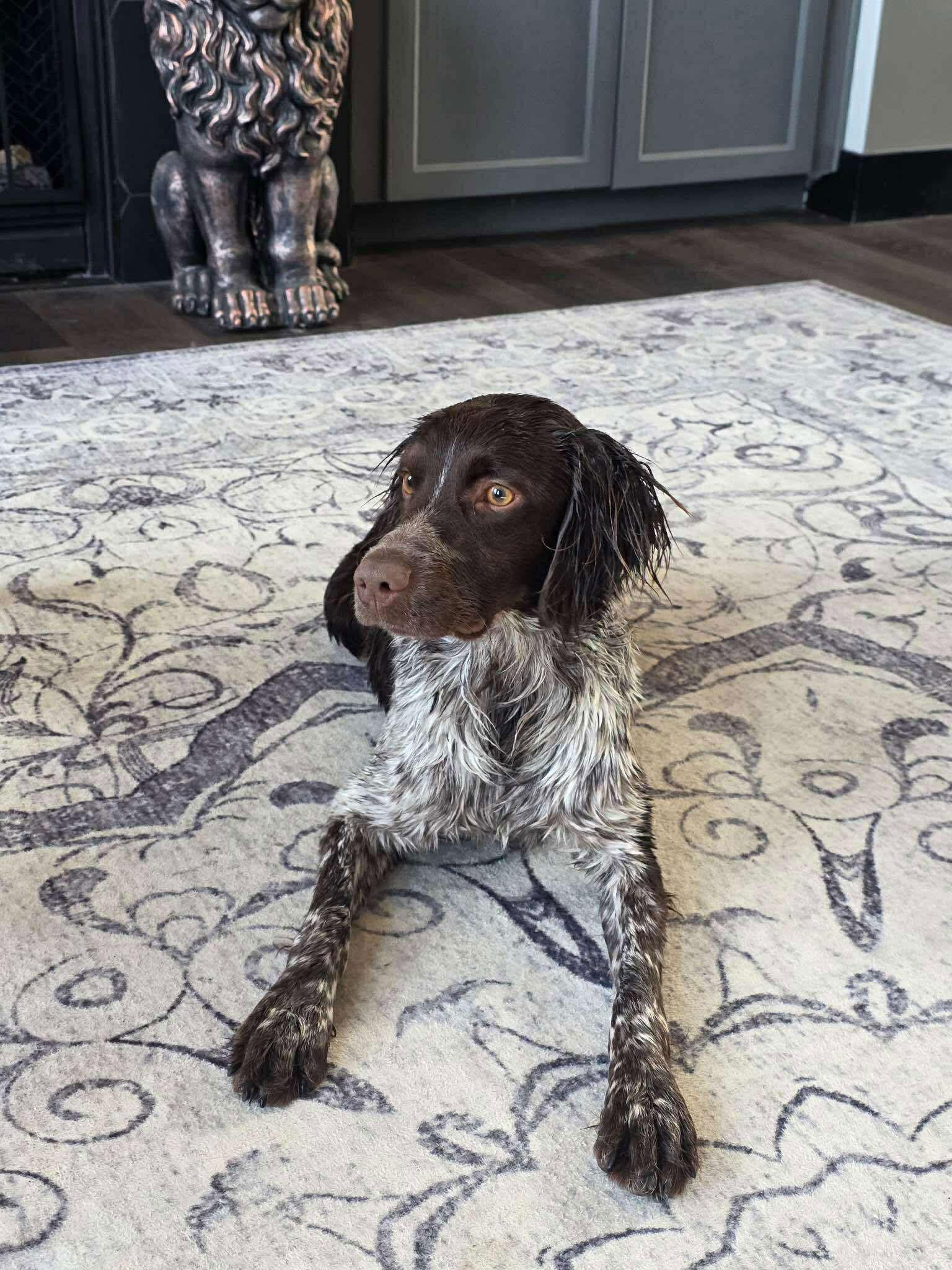 Enlarge MI/Shadow, a Adopted Brittany Spaniel in Baldwinsville, NY image 2/2
