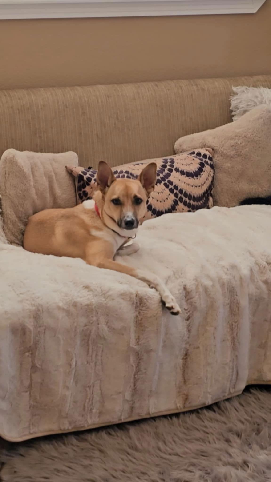 Dray, Adopted, Young Male Cattle Dog & Great Pyrenees.