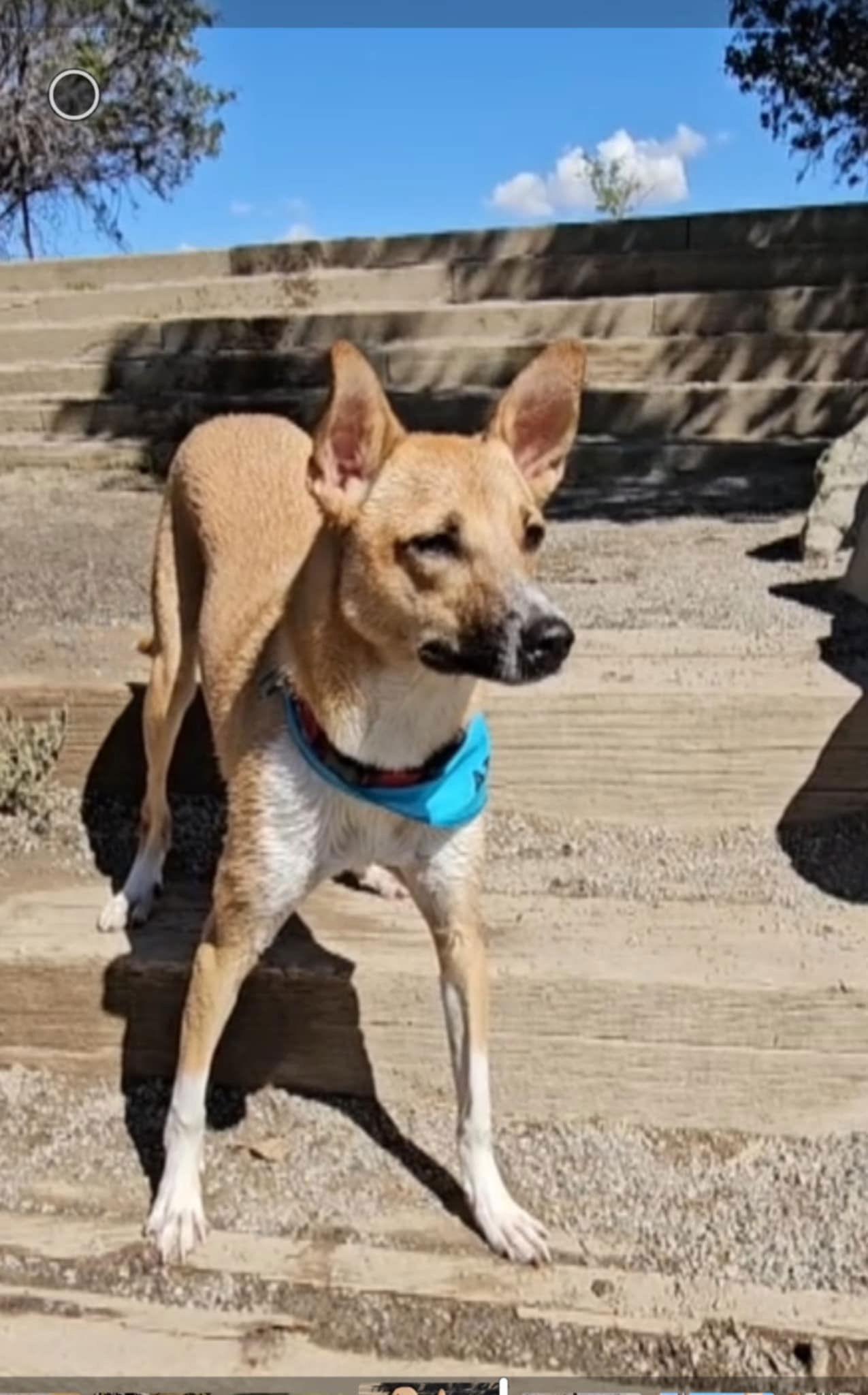 Enlarge Dray, a Adopted mixed breed in Littleton, CO image 2/3