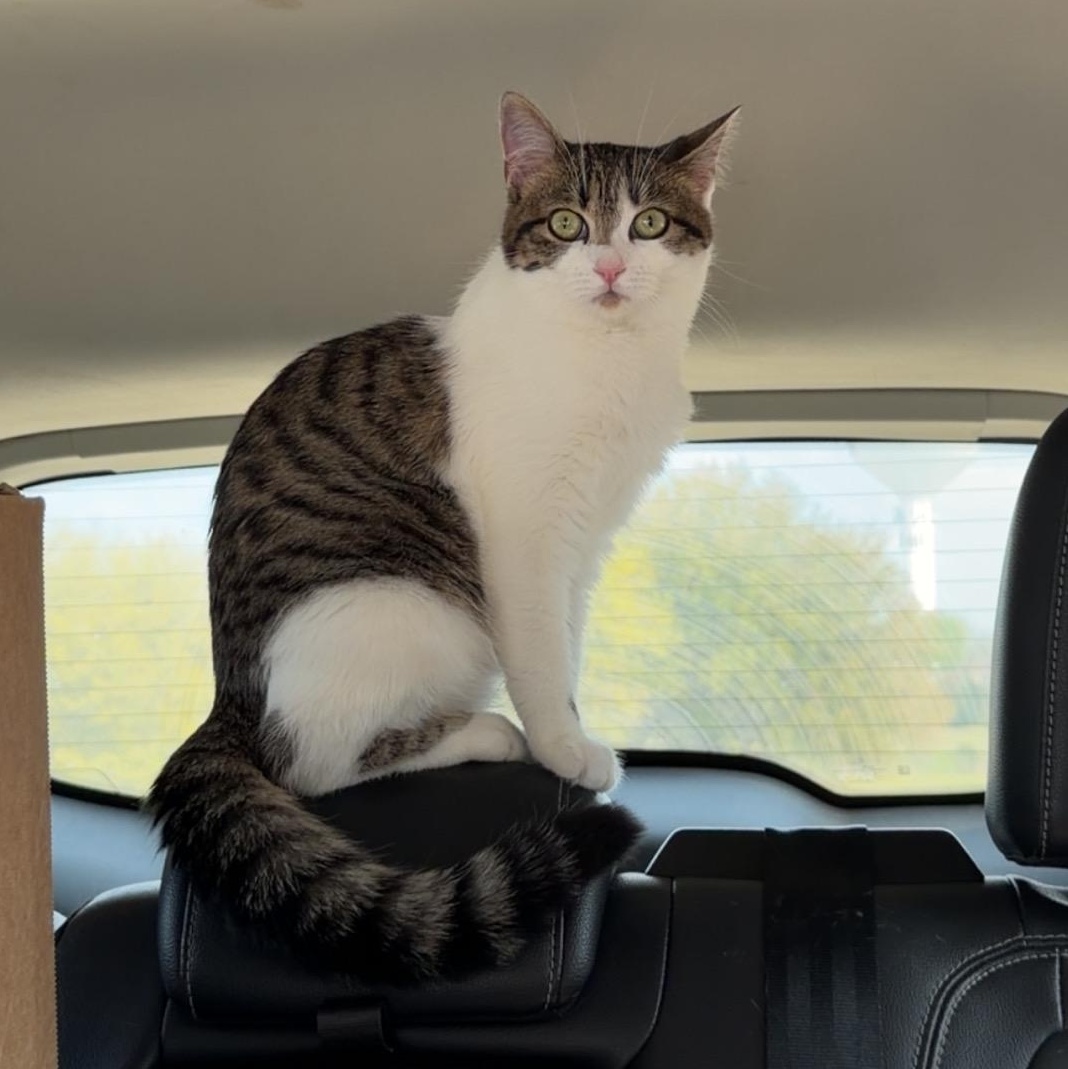 Enlarge Loca, an adopted Domestic Short Hair in Mississippi State, MS image 1/4