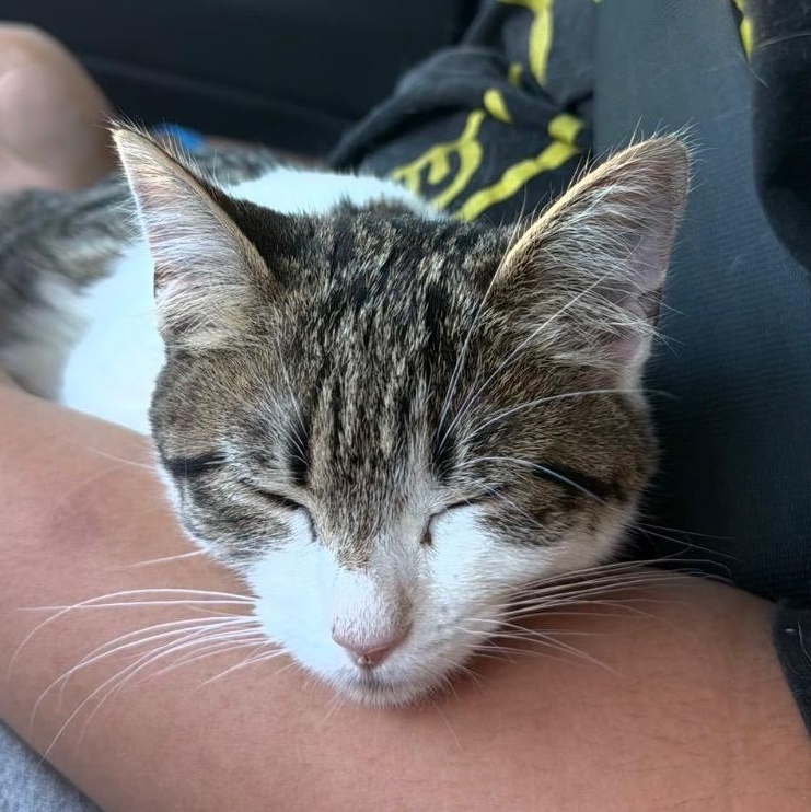Enlarge Loca, an adopted Domestic Short Hair in Mississippi State, MS image 3/4