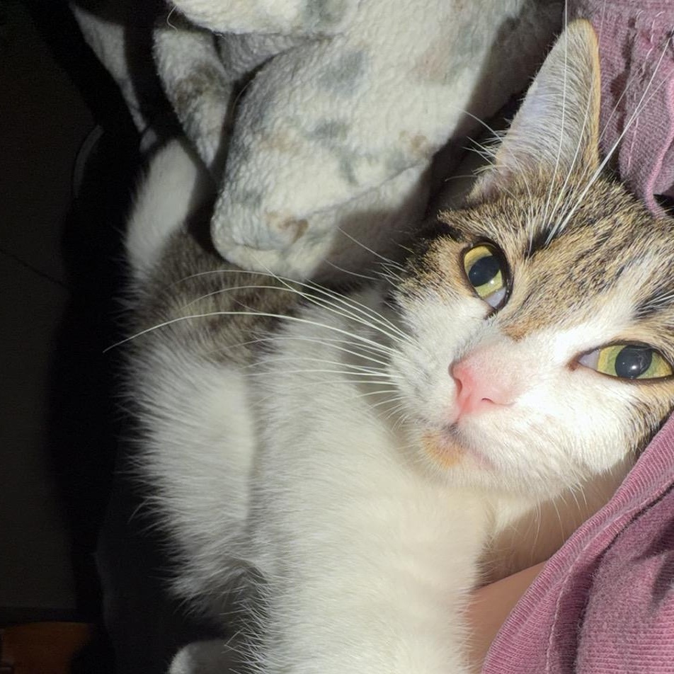 Enlarge Loca, an adopted Domestic Short Hair in Mississippi State, MS image 2/4