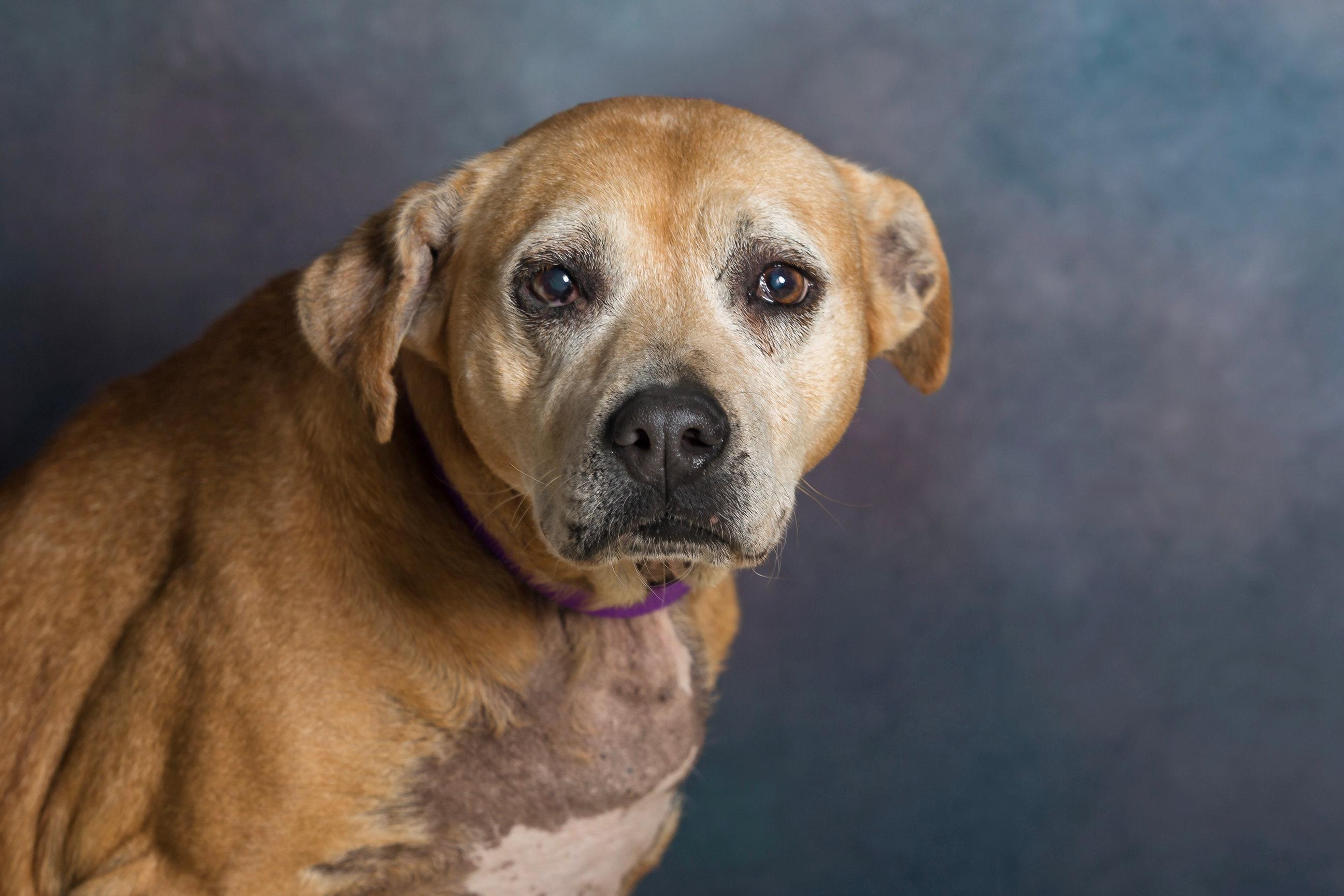 Enlarge Prada, an adoptable mixed breed in Seville, OH image 2/4