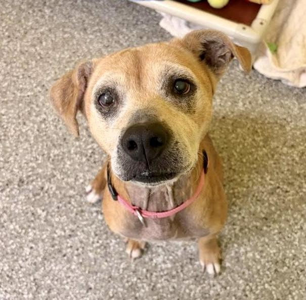 Enlarge Prada, an adoptable mixed breed in Seville, OH image 1/4