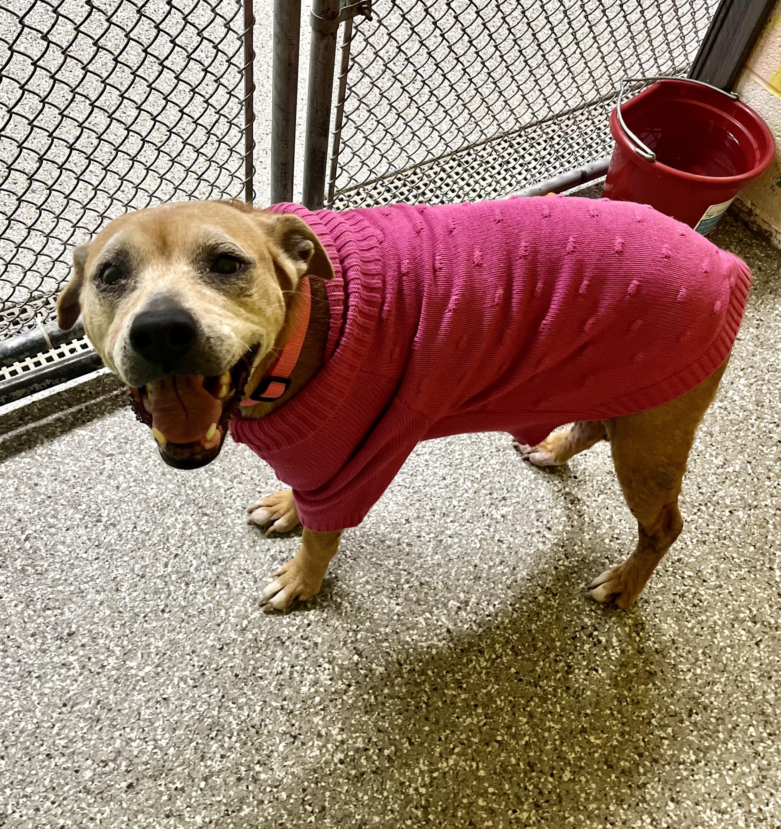 Enlarge Prada, an adoptable mixed breed in Seville, OH image 3/4