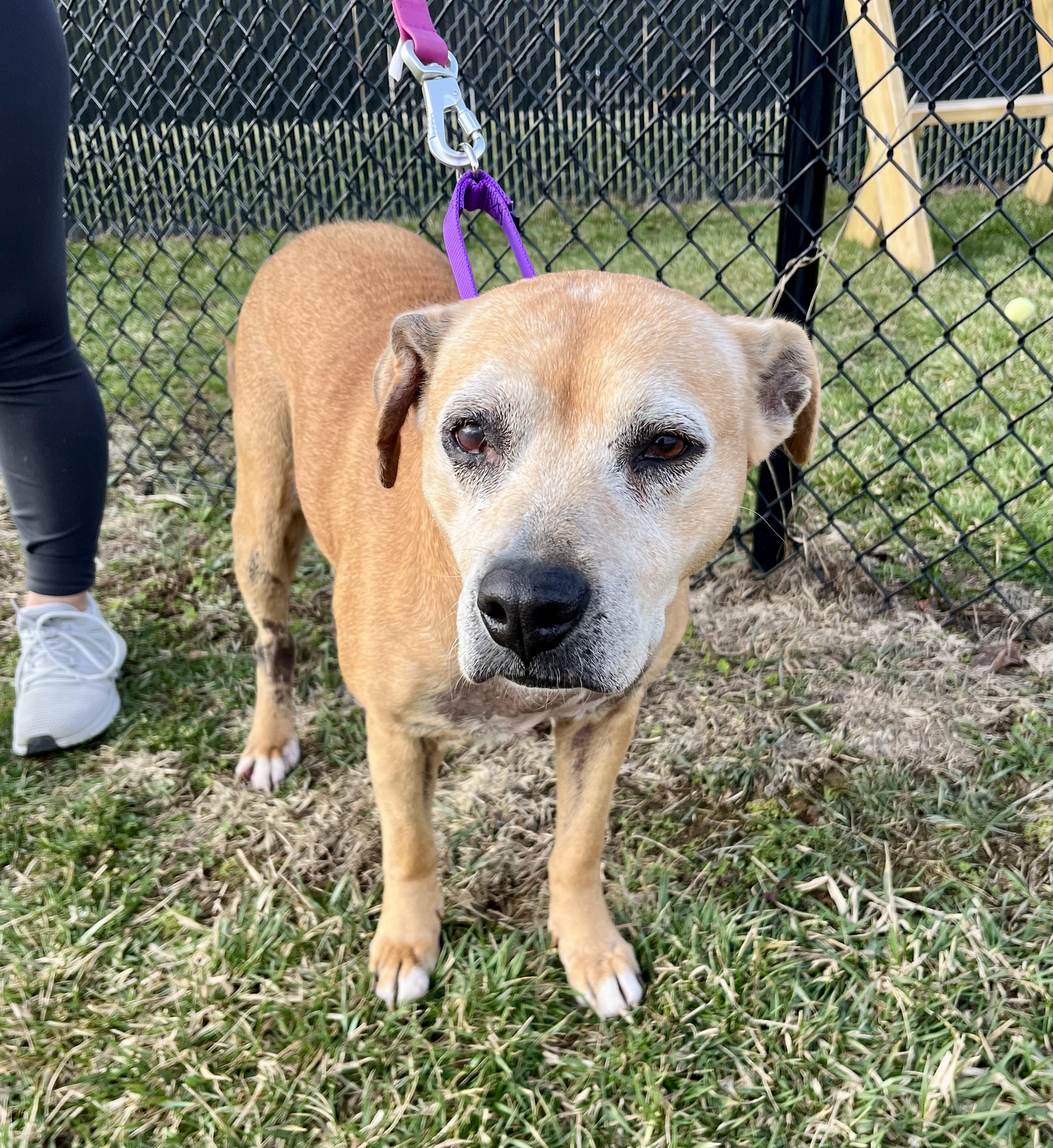 Enlarge Prada, an adoptable mixed breed in Seville, OH image 4/4