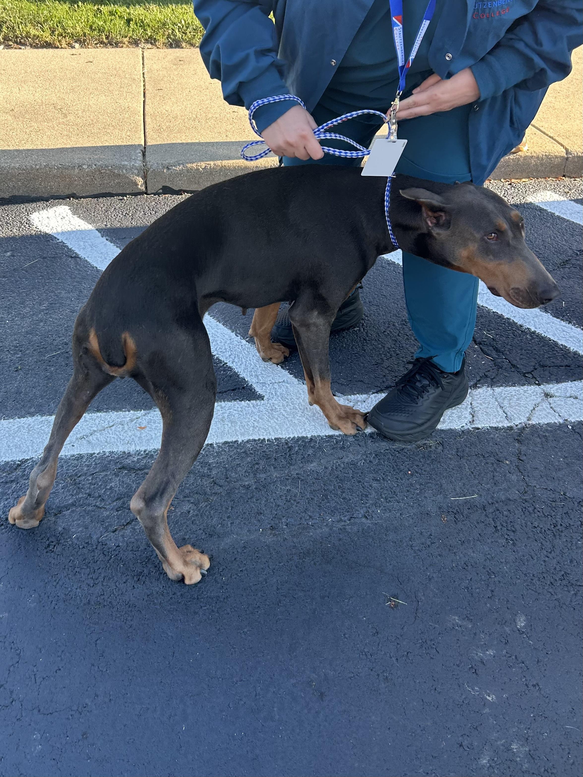 JUNIPER, a Adoptable Doberman Pinscher in Elyria, OH image 2/2