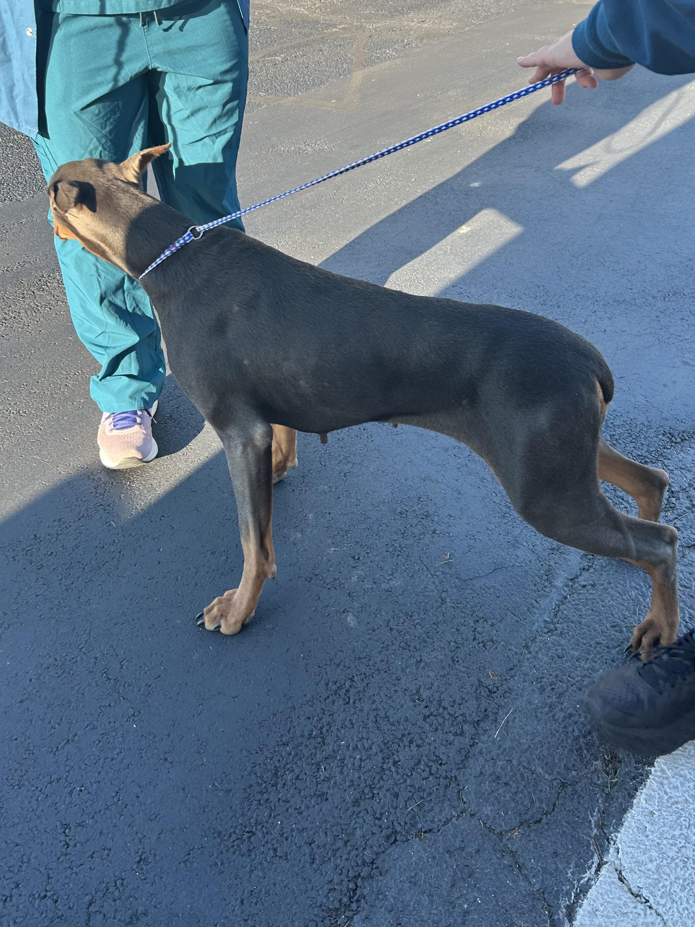JUNIPER, Adoptable, Adult Female Doberman Pinscher.
