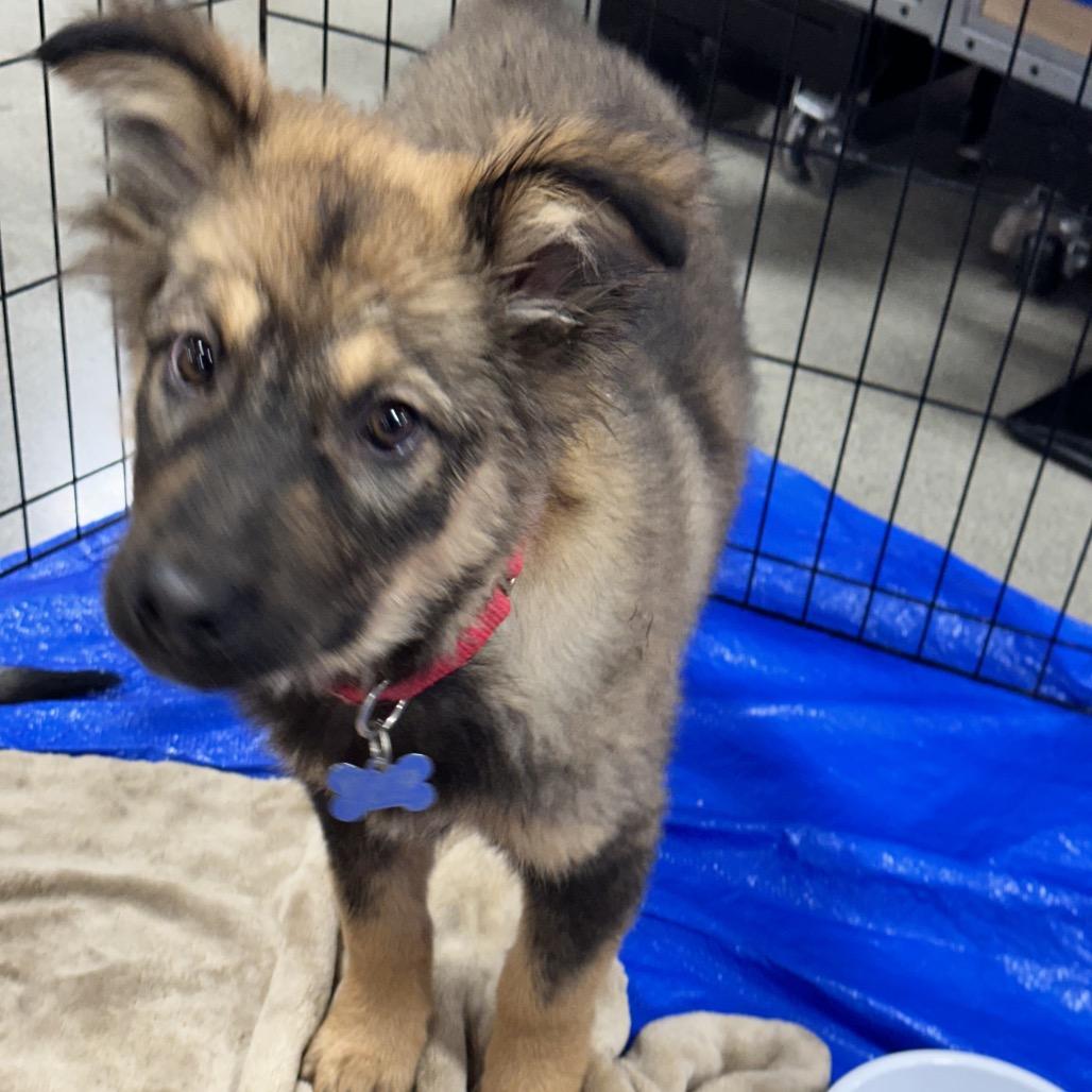 colby, Adoptable, Puppy Male Alaskan Malamute.