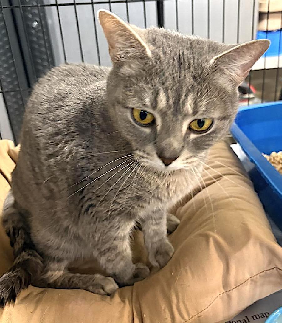 Cookie, Adoptable, Adult Female Domestic Short Hair.