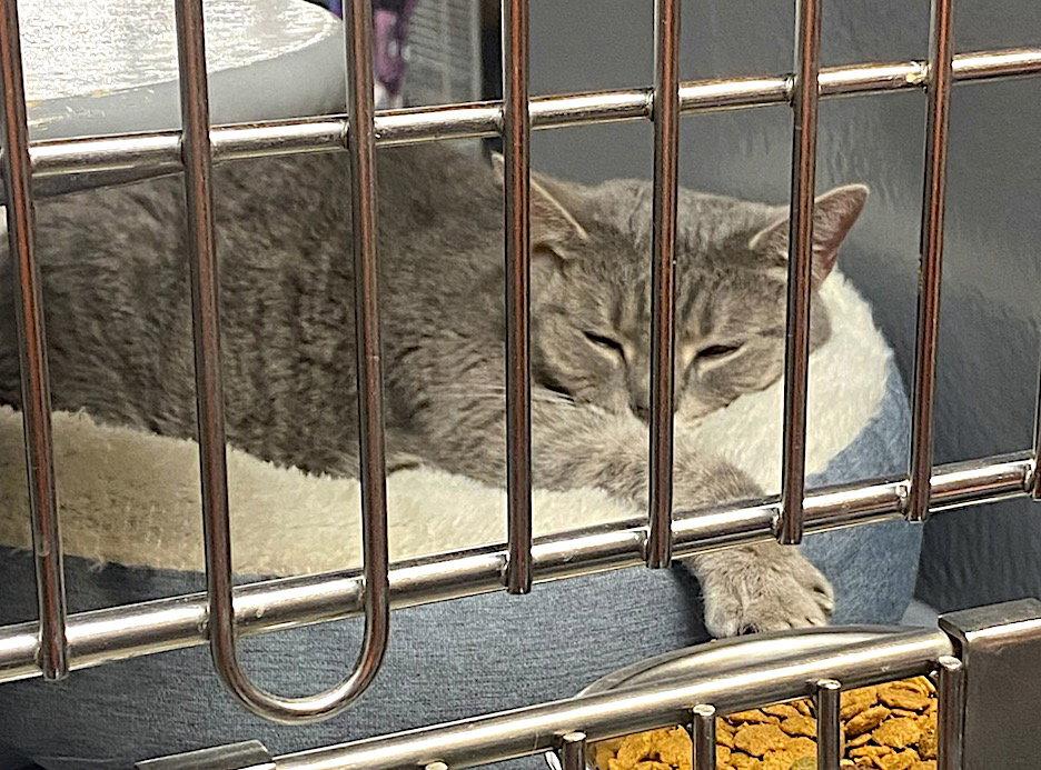 Enlarge Cookie, a Adoptable Domestic Short Hair in Albemarle, NC image 2/3