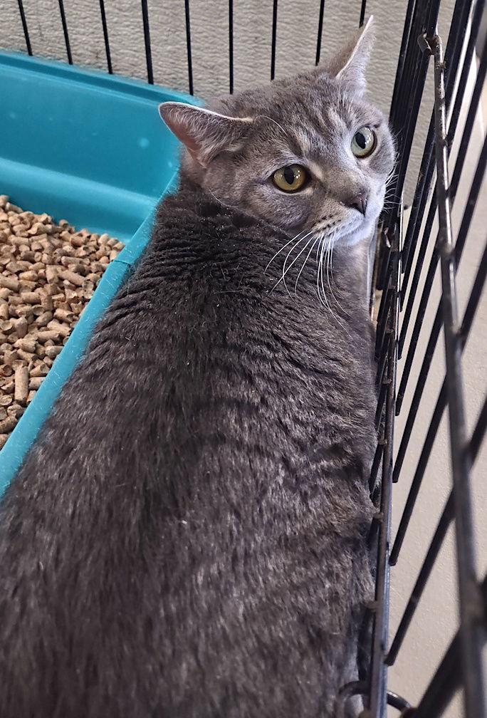 Enlarge Cookie, a Adoptable Domestic Short Hair in Albemarle, NC image 3/3