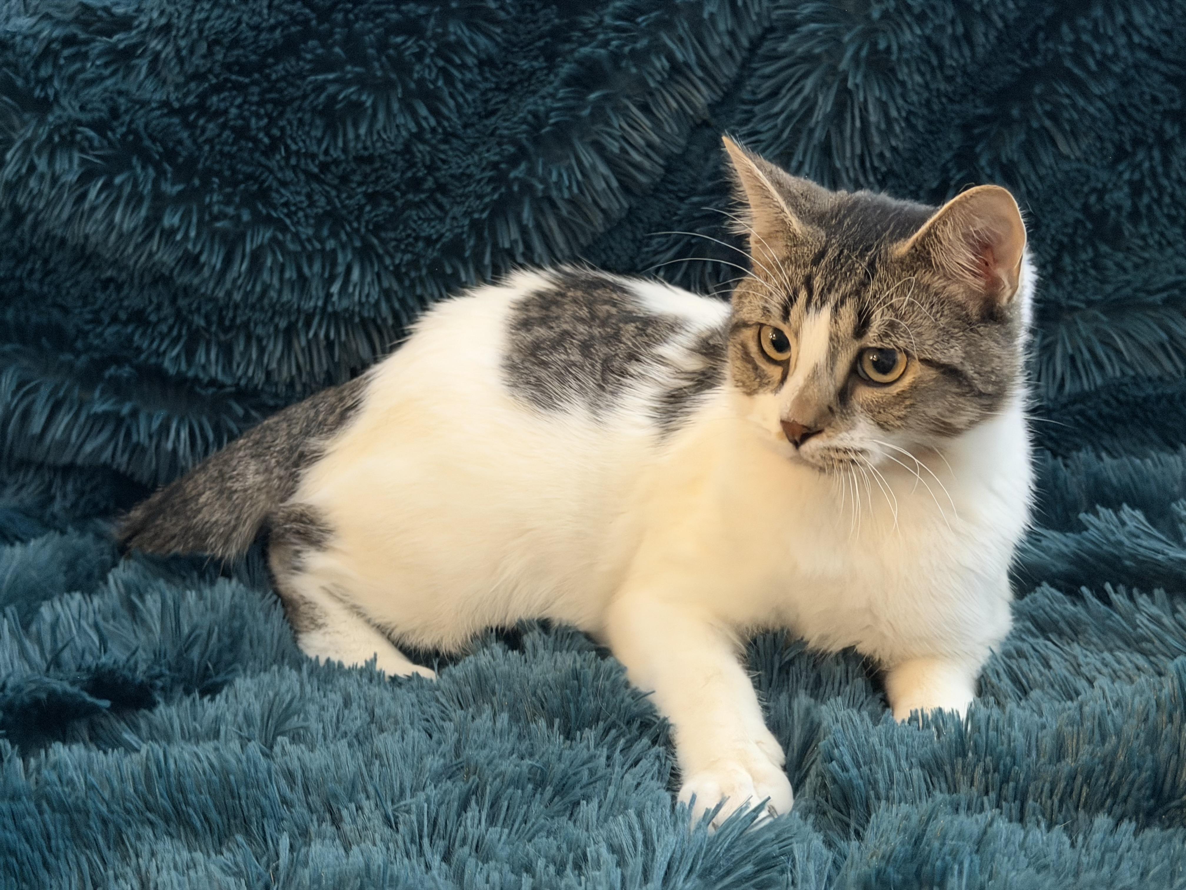 Enlarge MAX - RACING HIS WAY INTO YOUR HEART!, a Adoptable Domestic Short Hair in Plano, TX image 4/6