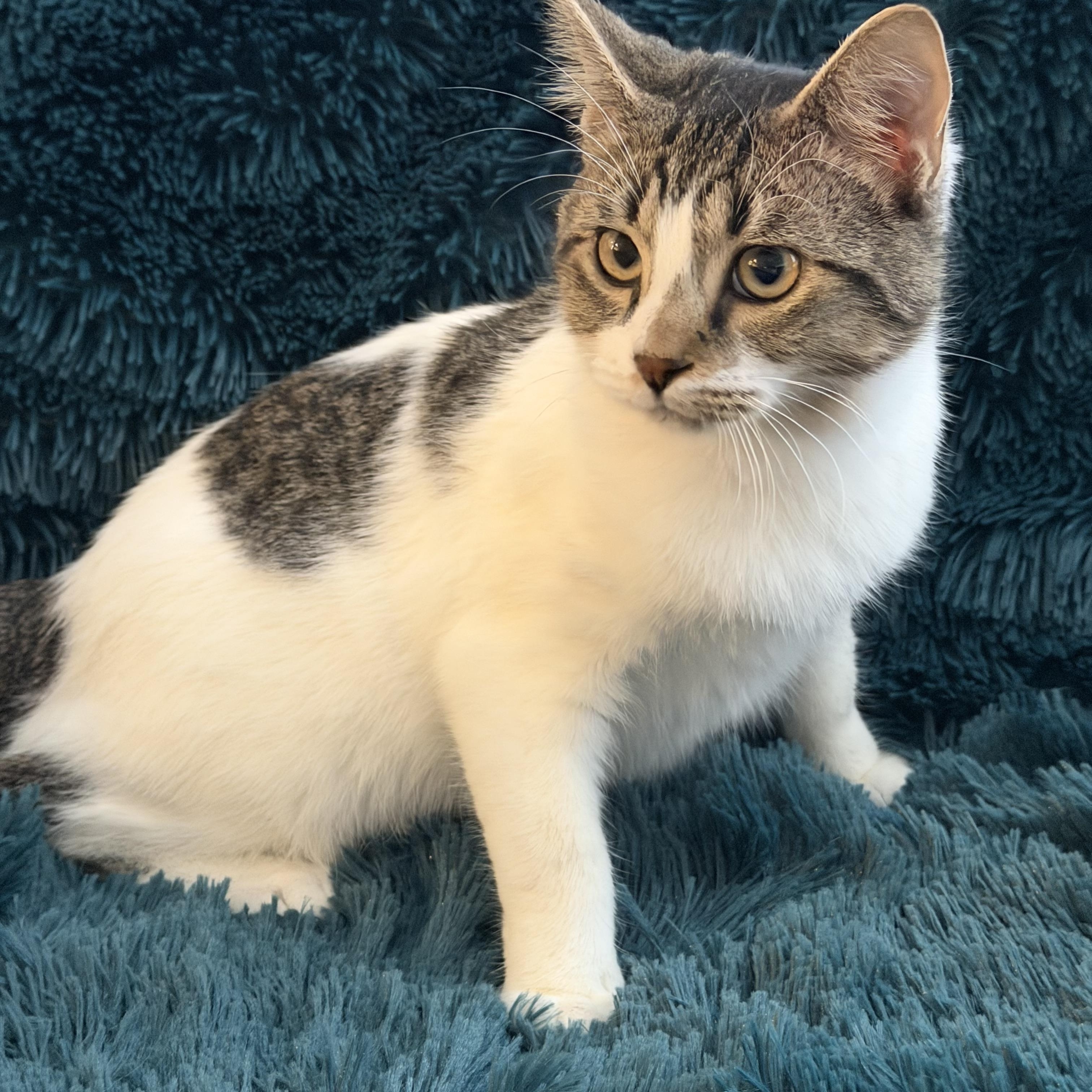 Enlarge MAX - RACING HIS WAY INTO YOUR HEART!, a Adoptable Domestic Short Hair in Plano, TX image 6/6