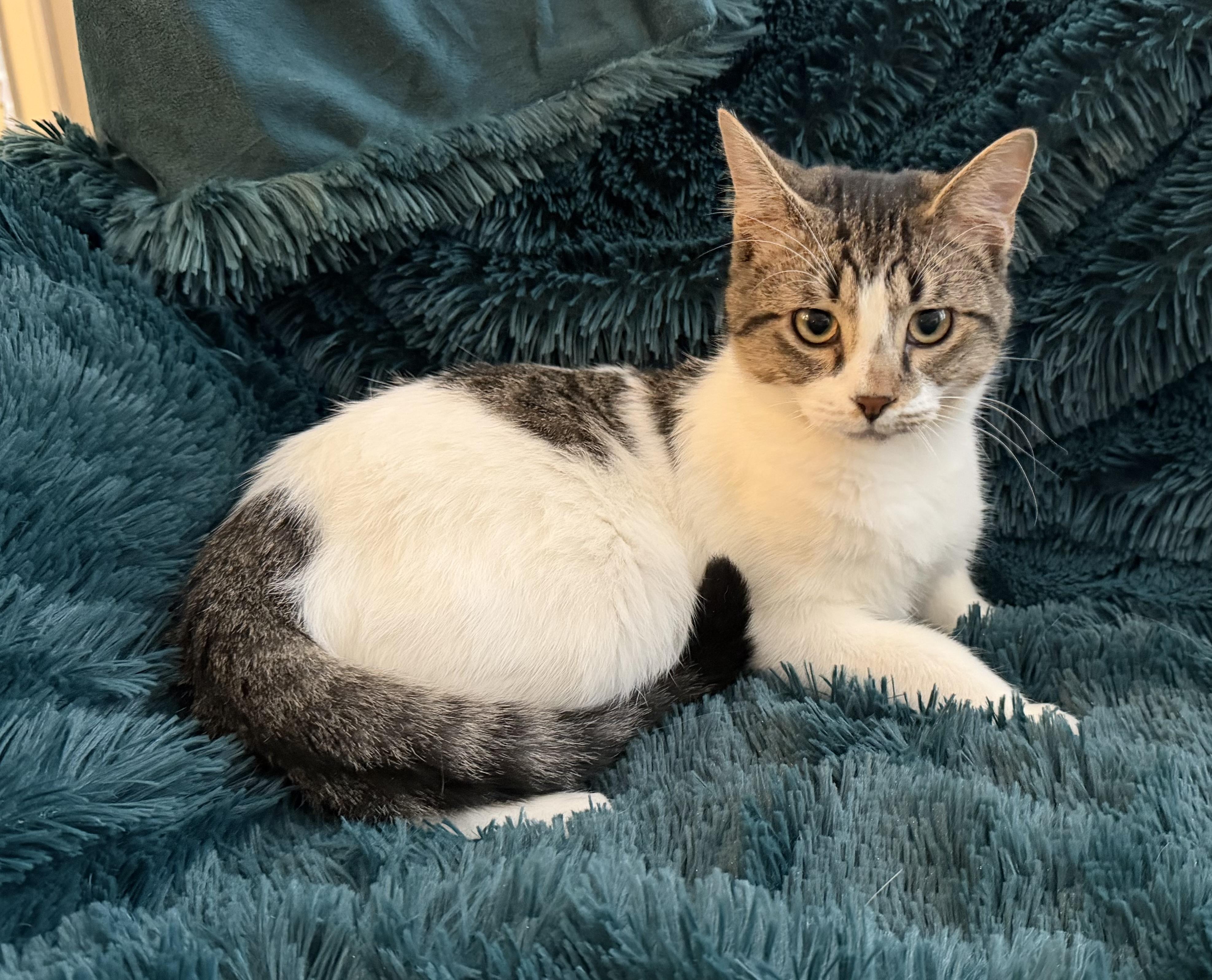 Enlarge MAX - RACING HIS WAY INTO YOUR HEART!, a Adoptable Domestic Short Hair in Plano, TX image 5/6