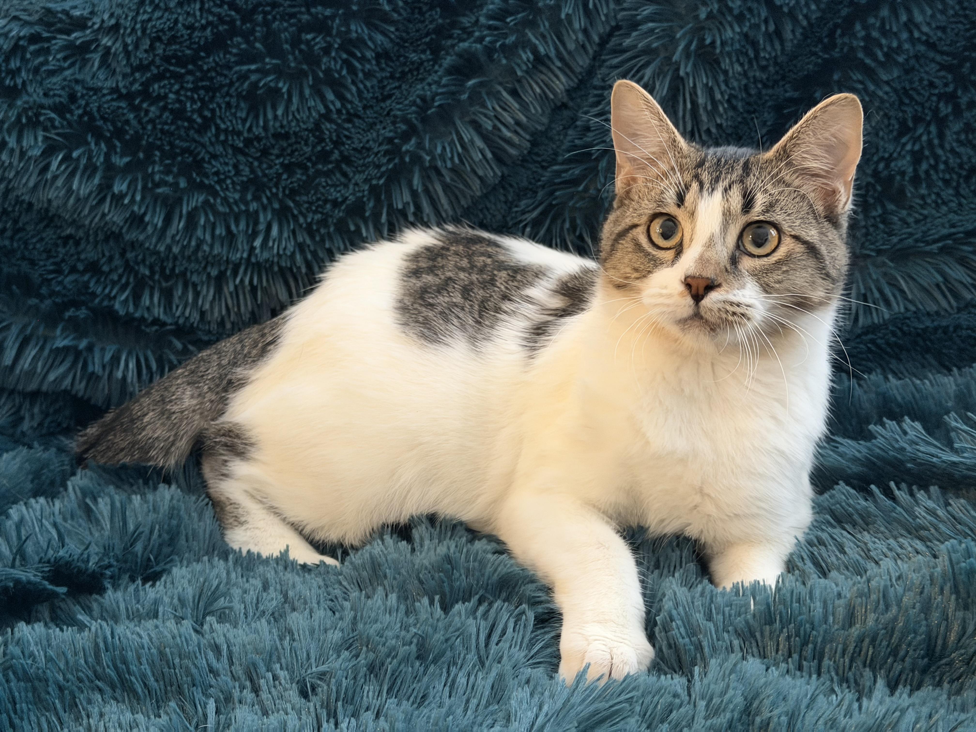 Enlarge MAX - RACING HIS WAY INTO YOUR HEART!, a Adoptable Domestic Short Hair in Plano, TX image 1/6