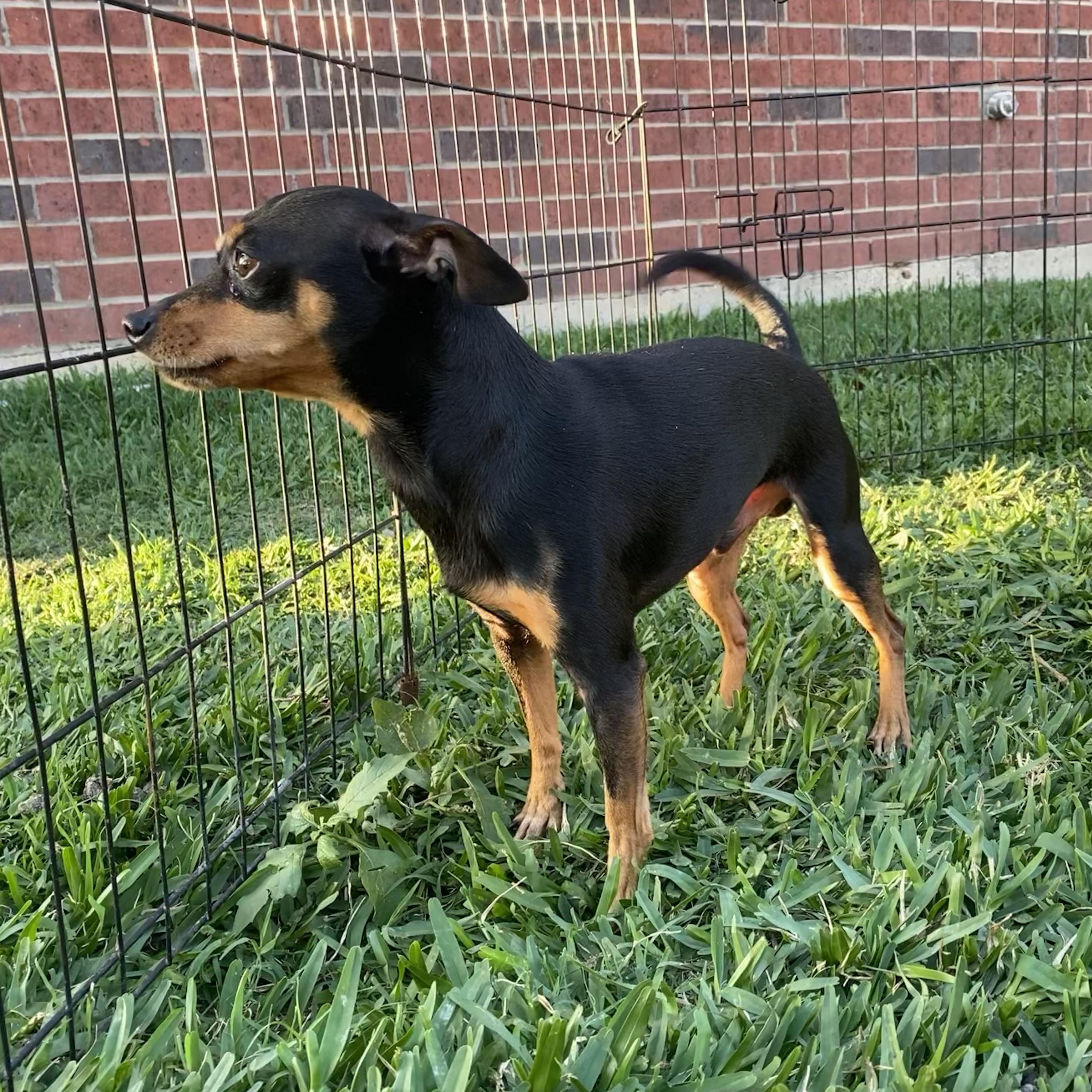 Rebel — thumbnail 6