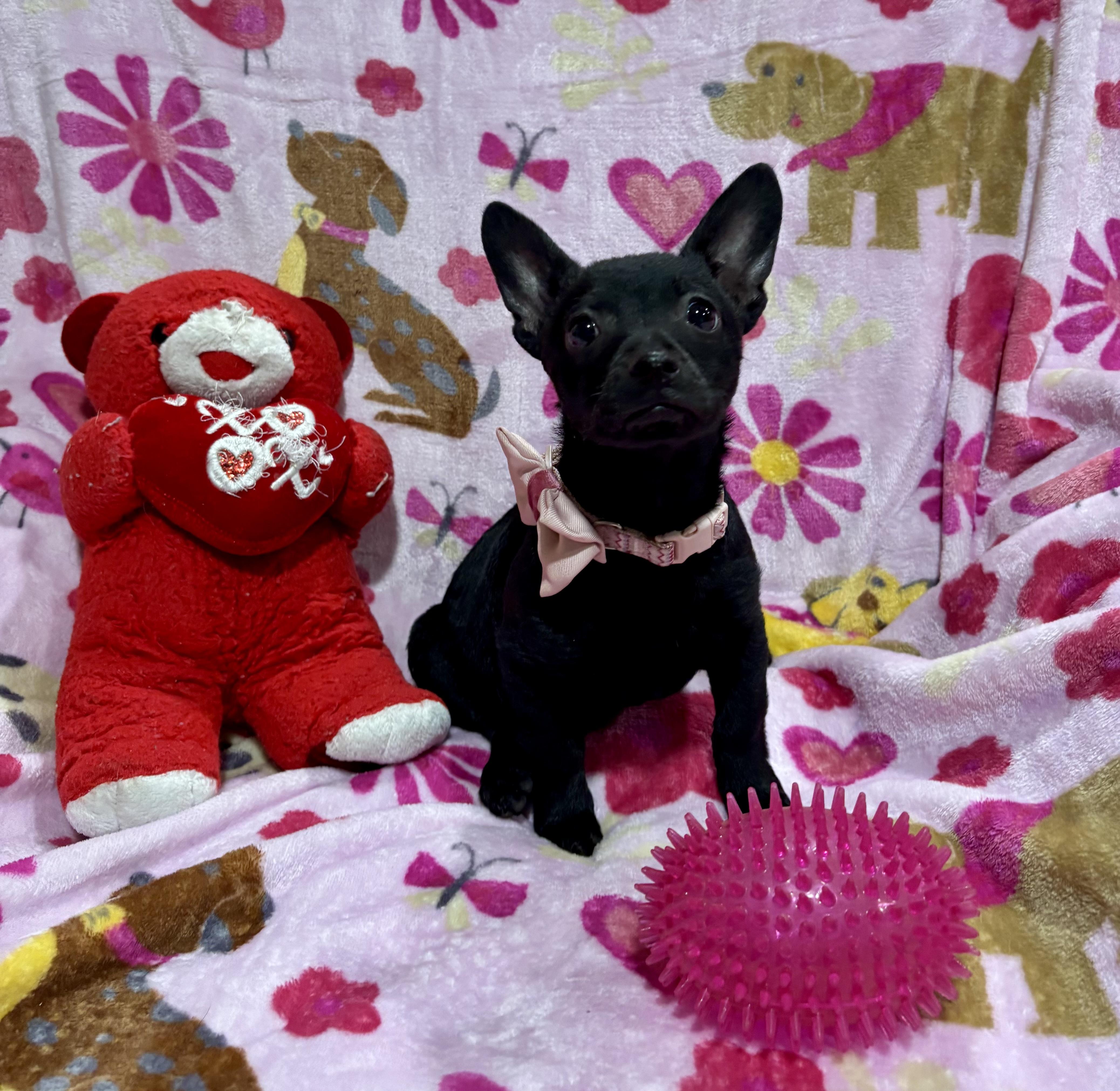 Enlarge Pepper, a ADOPTABLE mixed breed in Foster, OR image 2/6