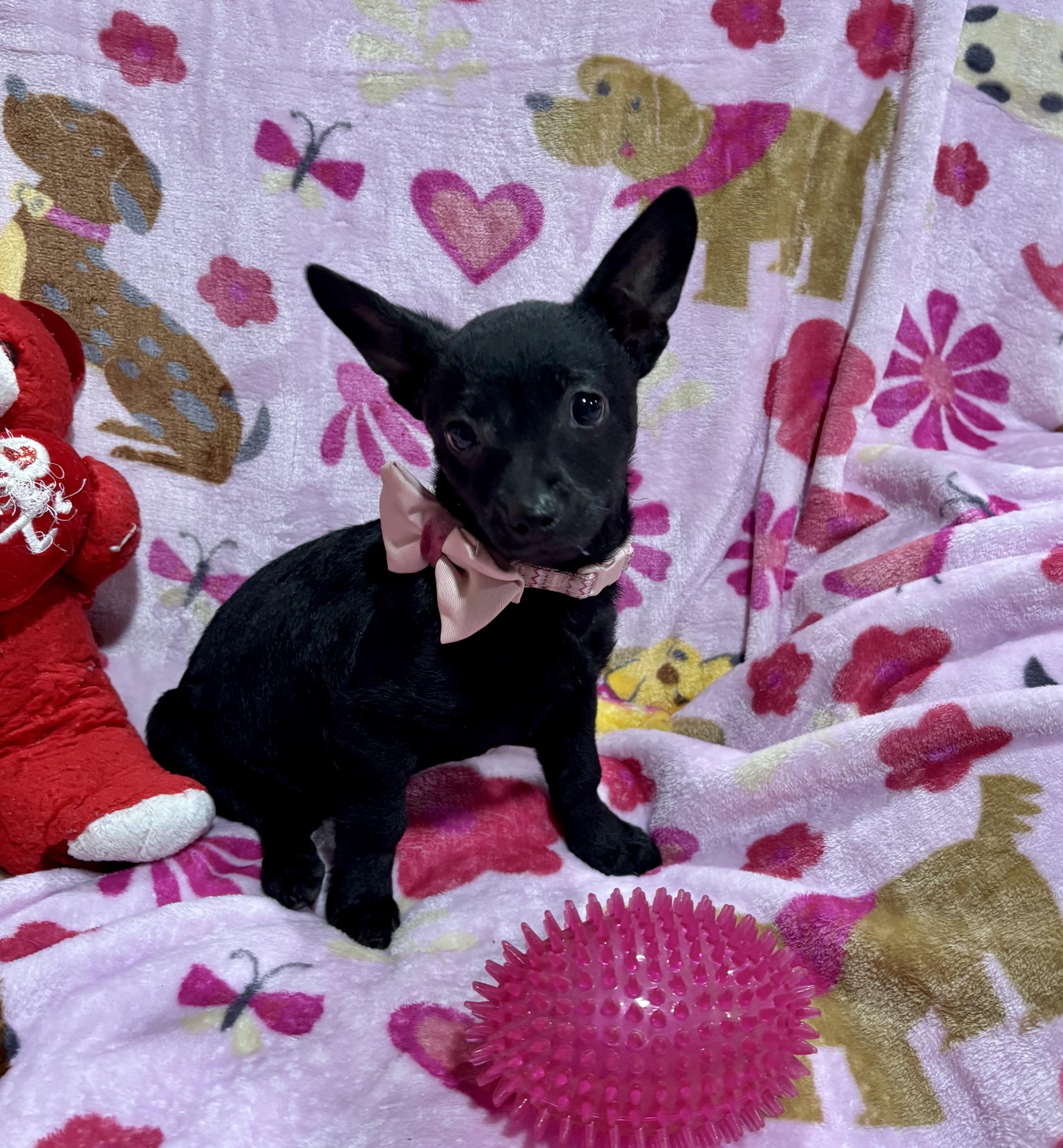 Enlarge Pepper, a ADOPTABLE mixed breed in Foster, OR image 6/6