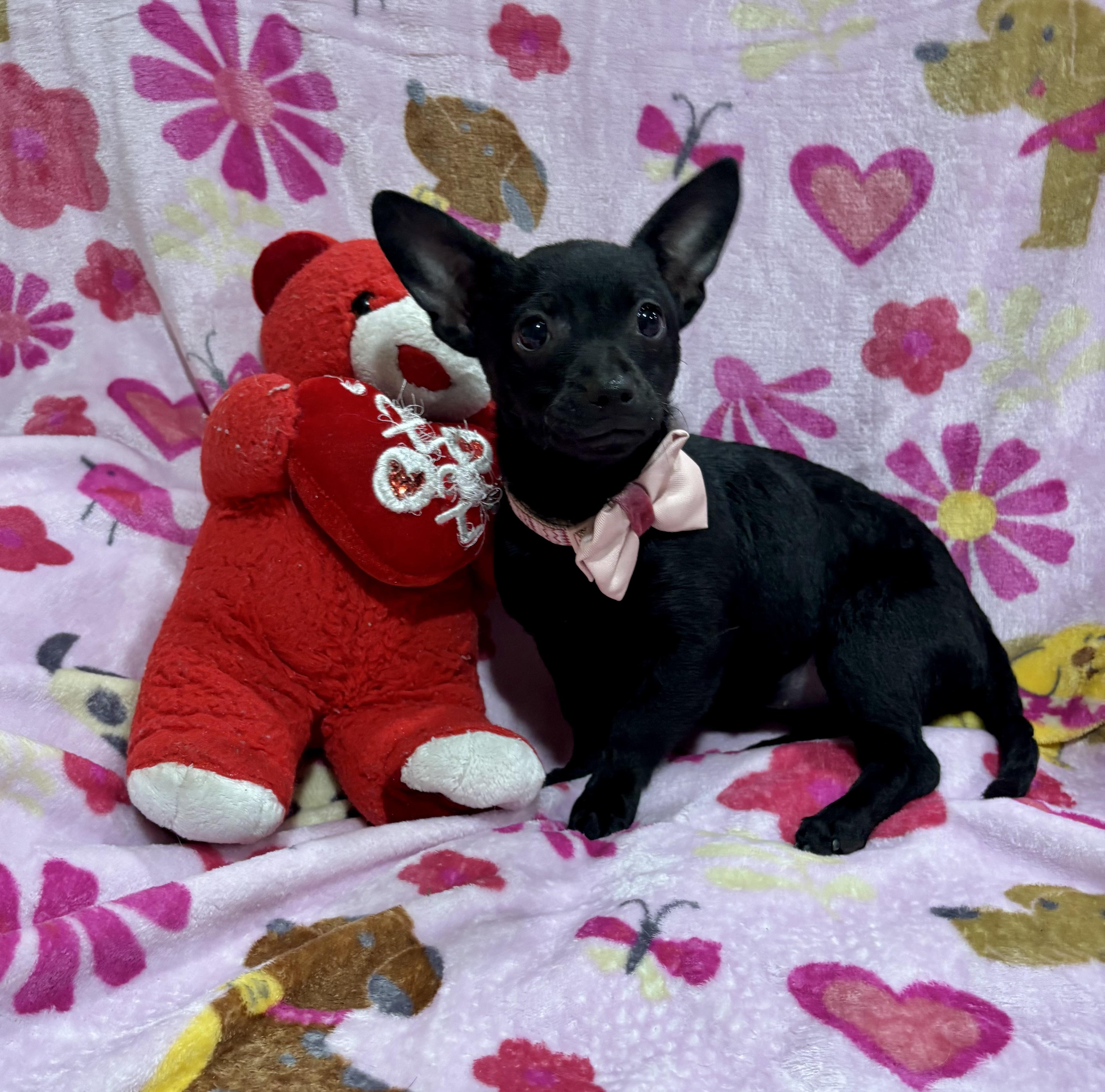 Enlarge Pepper, a ADOPTABLE mixed breed in Foster, OR image 3/6