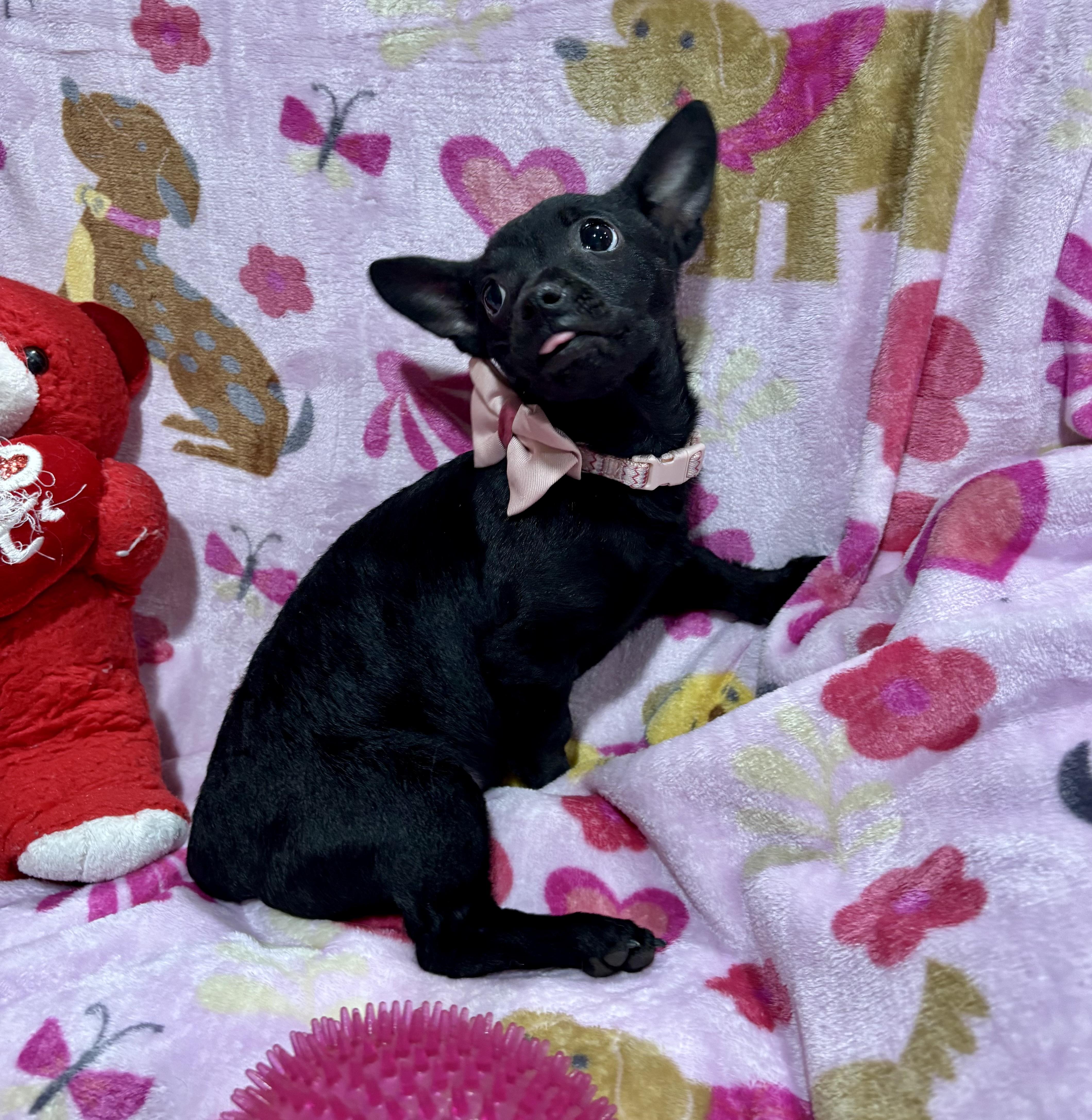 Enlarge Pepper, a ADOPTABLE mixed breed in Foster, OR image 5/6