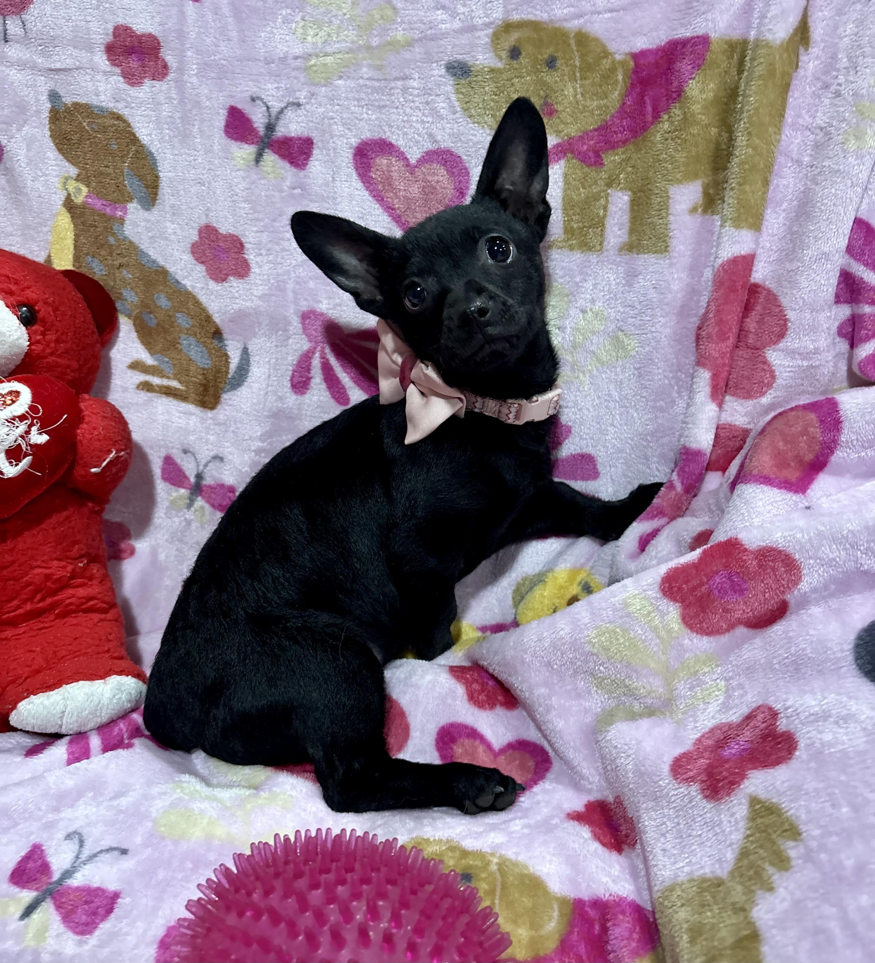 Pepper, ADOPTABLE, Puppy Female Chihuahua & Mixed Breed.