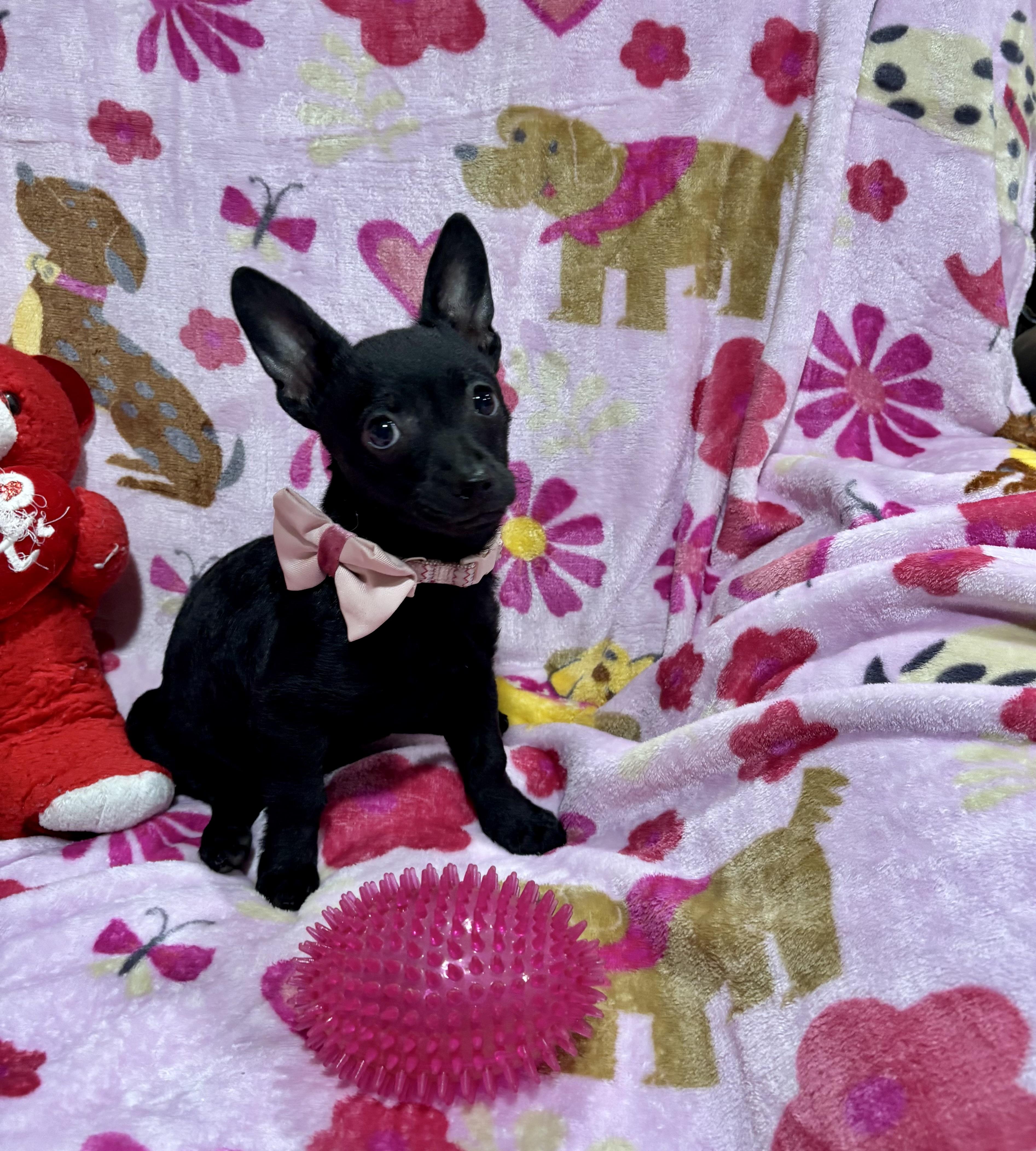 Enlarge Pepper, a ADOPTABLE mixed breed in Foster, OR image 4/6