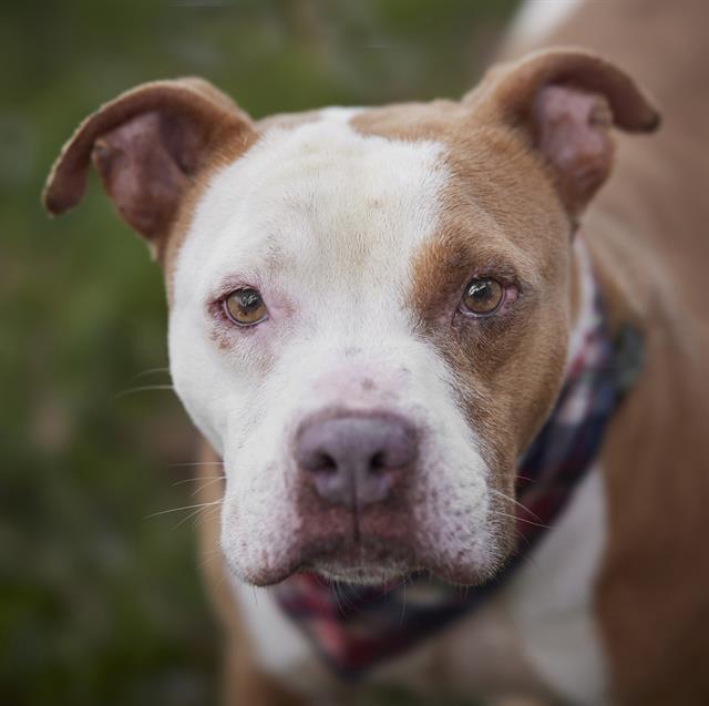 Enlarge LAWRENCE, a Adoptable Staffordshire Bull Terrier in Rosenberg, TX image 1/1