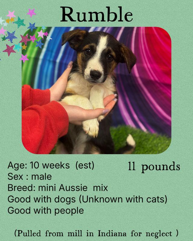 Rumble, an adoptable Australian Shepherd Mix in Manchester, CT_image-1
