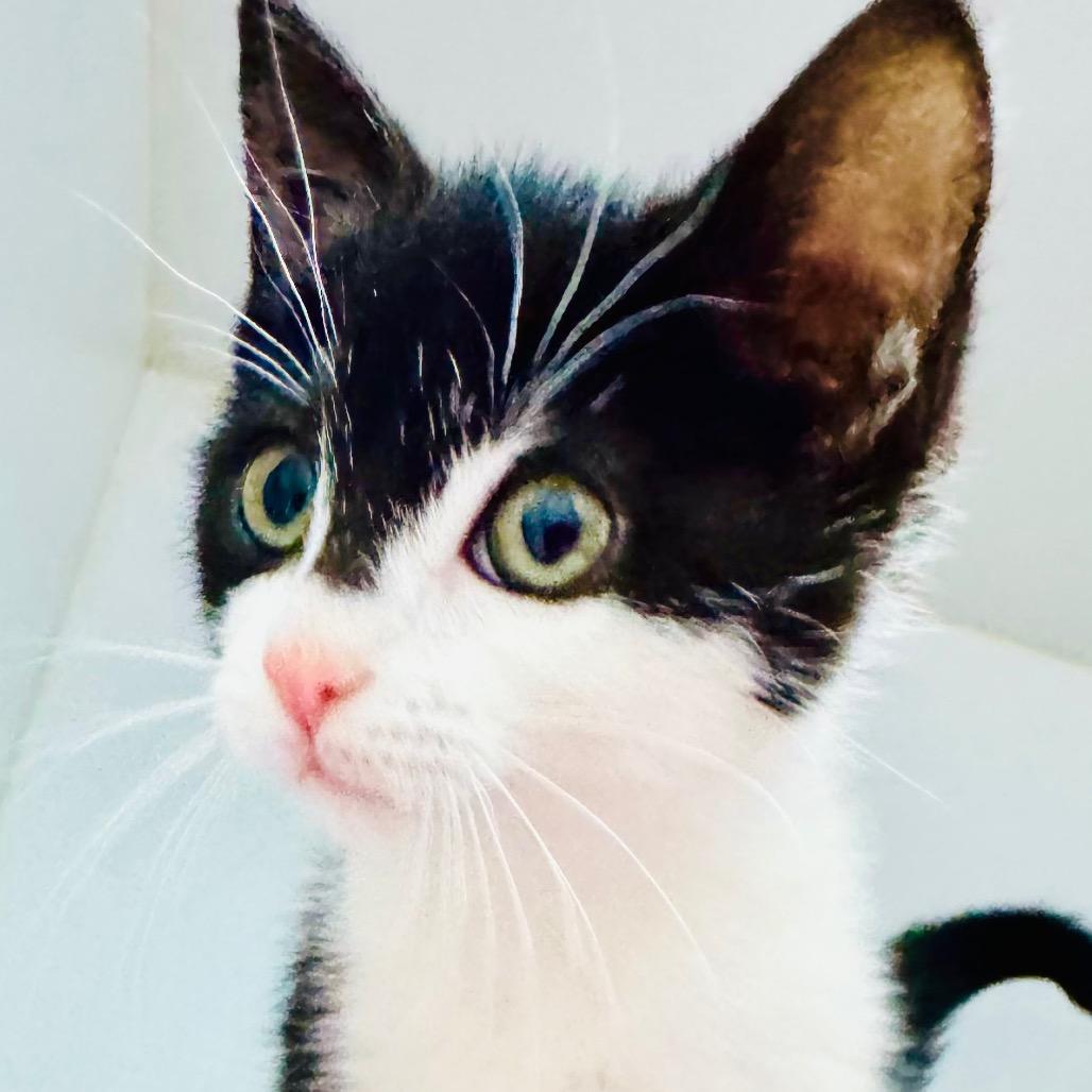 Enlarge Chickie, a Adoptable Domestic Short Hair in Franklin, NC image 1/5