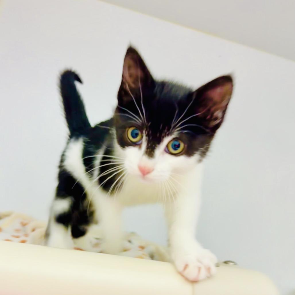 Enlarge Chickie, a Adoptable Domestic Short Hair in Franklin, NC image 2/5