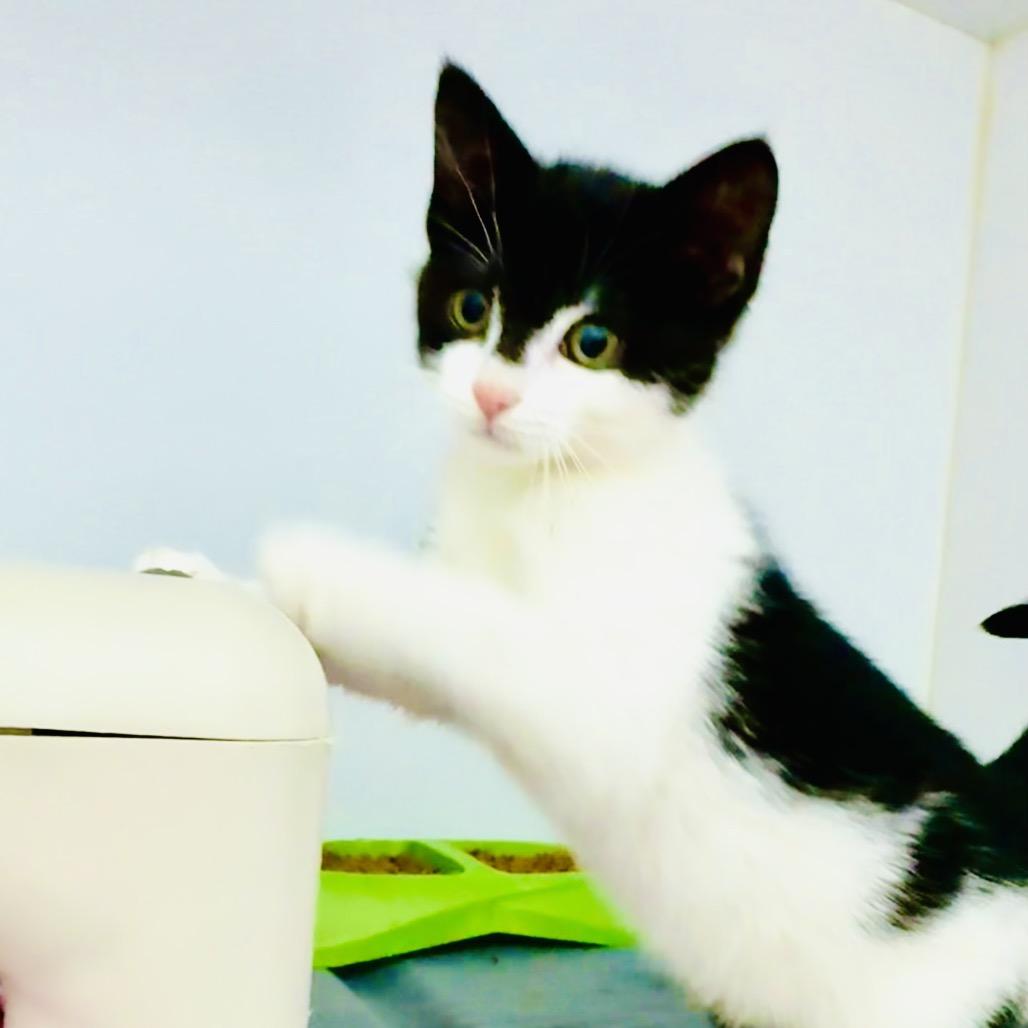 Enlarge Chickie, a Adoptable Domestic Short Hair in Franklin, NC image 3/5