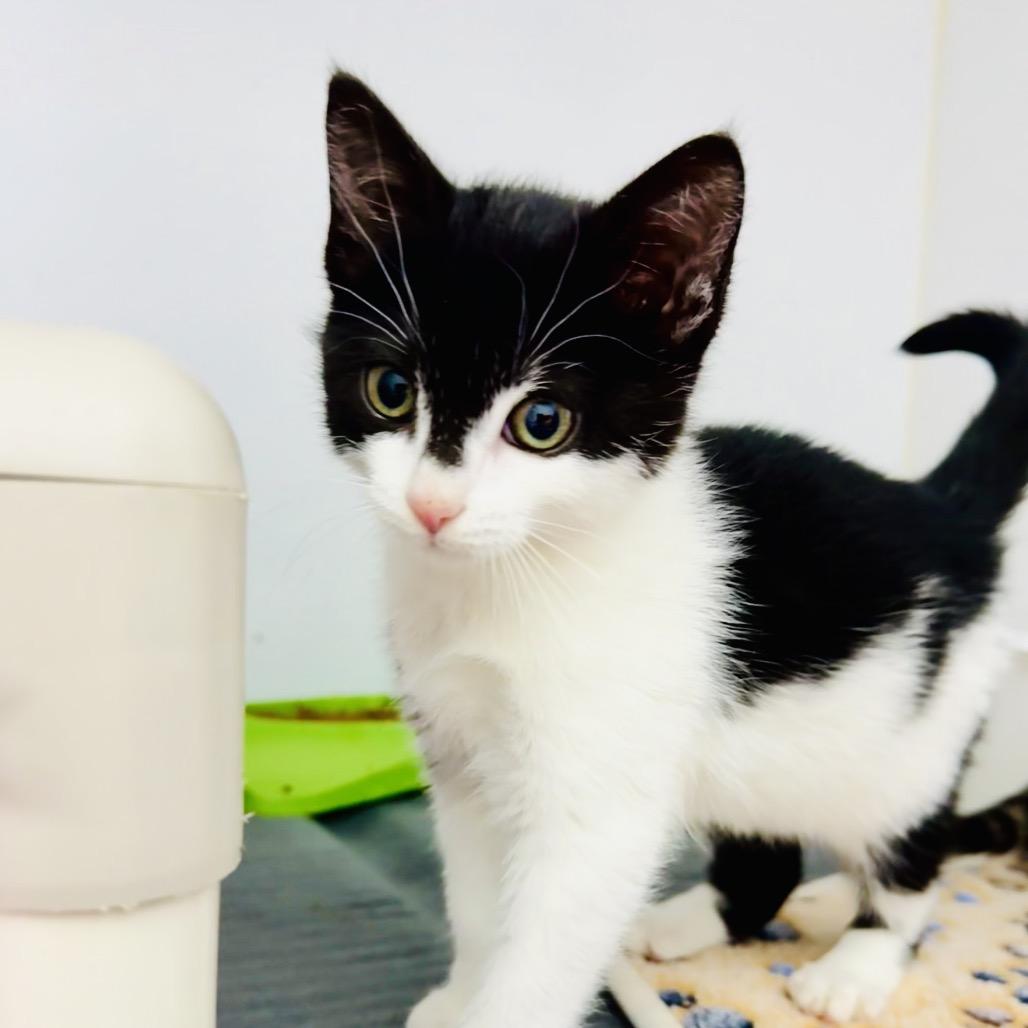 Enlarge Chickie, a Adoptable Domestic Short Hair in Franklin, NC image 4/5