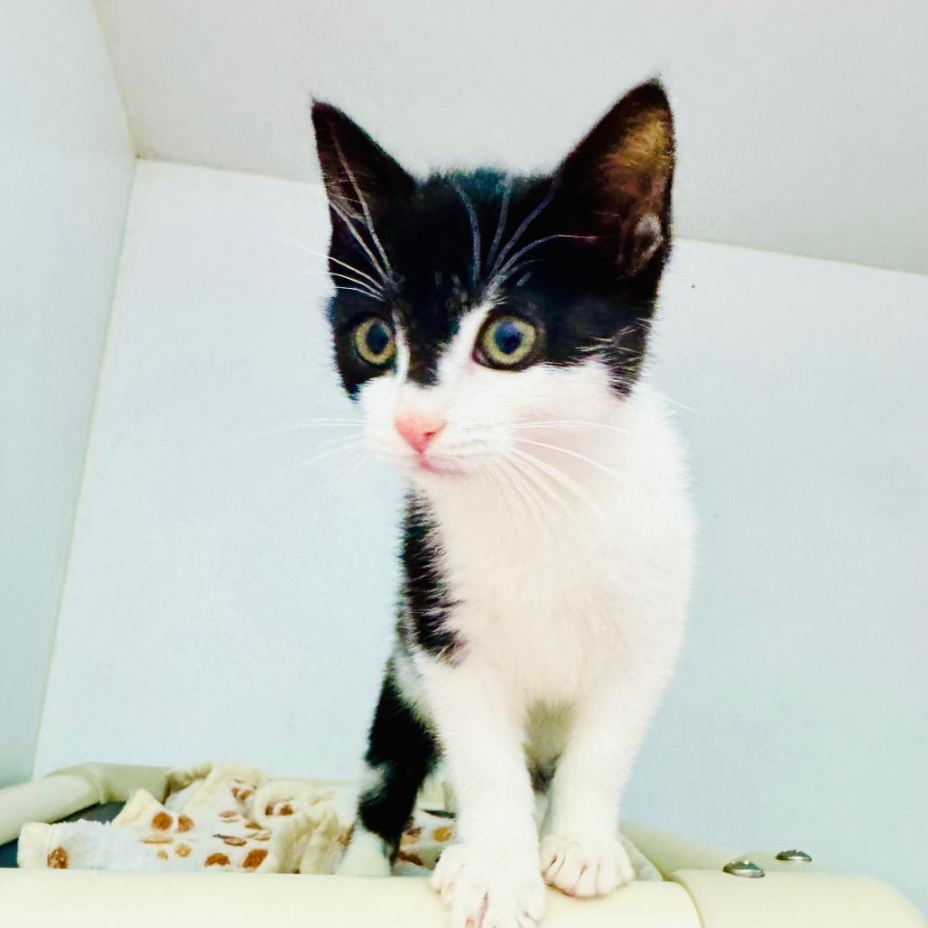 Enlarge Chickie, a Adoptable Domestic Short Hair in Franklin, NC image 5/5