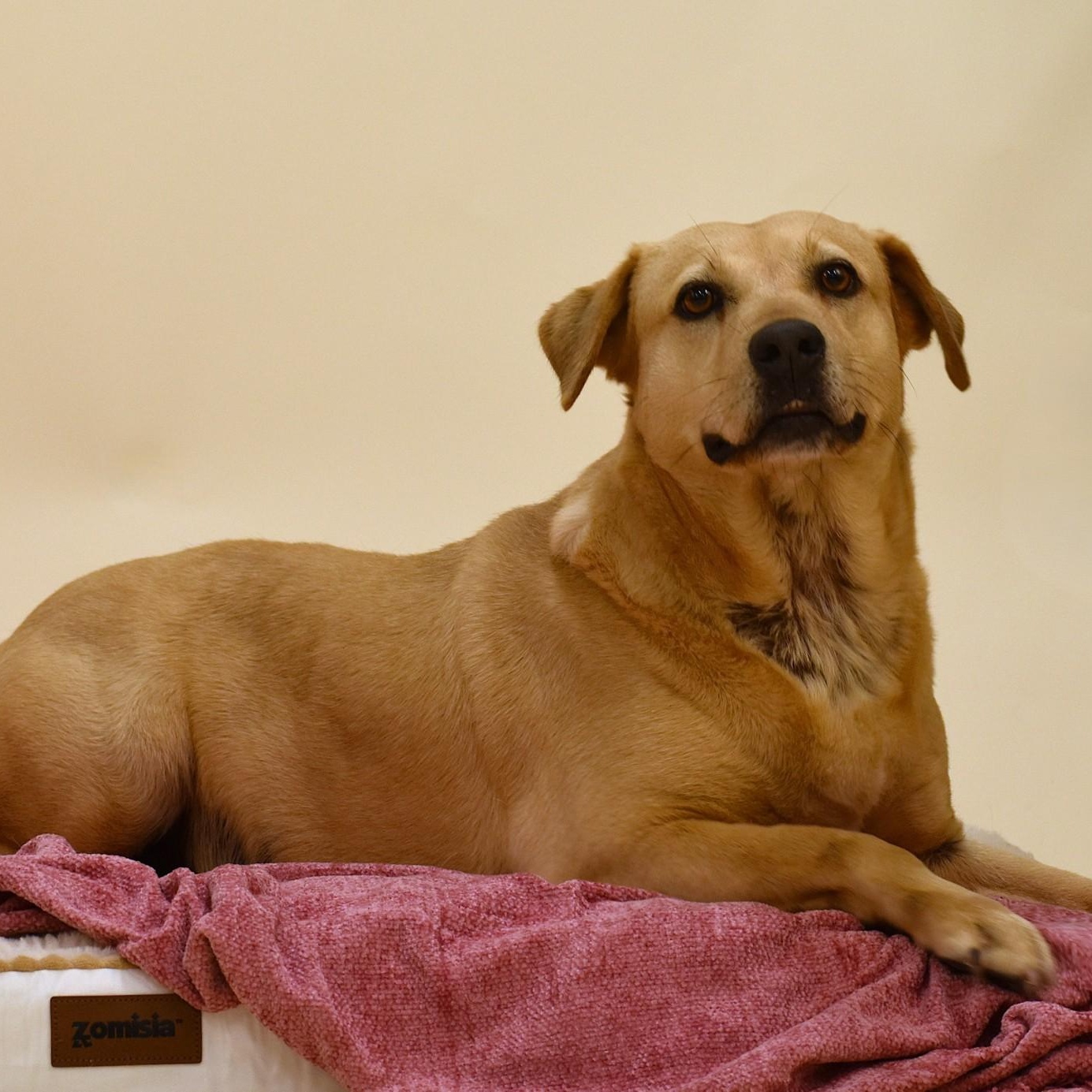 Enlarge Audrey, a Adoptable mixed breed in Troy, NY image 1/5