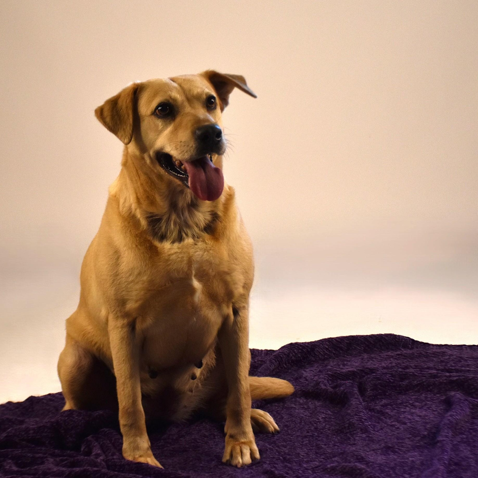 Enlarge Audrey, a Adoptable mixed breed in Troy, NY image 3/5