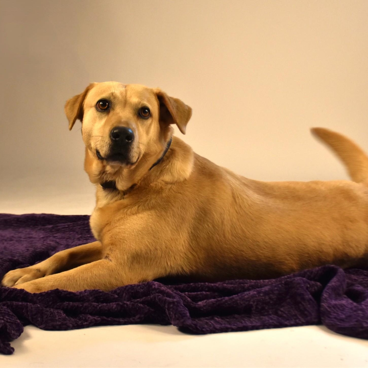 Enlarge Audrey, a Adoptable mixed breed in Troy, NY image 4/5