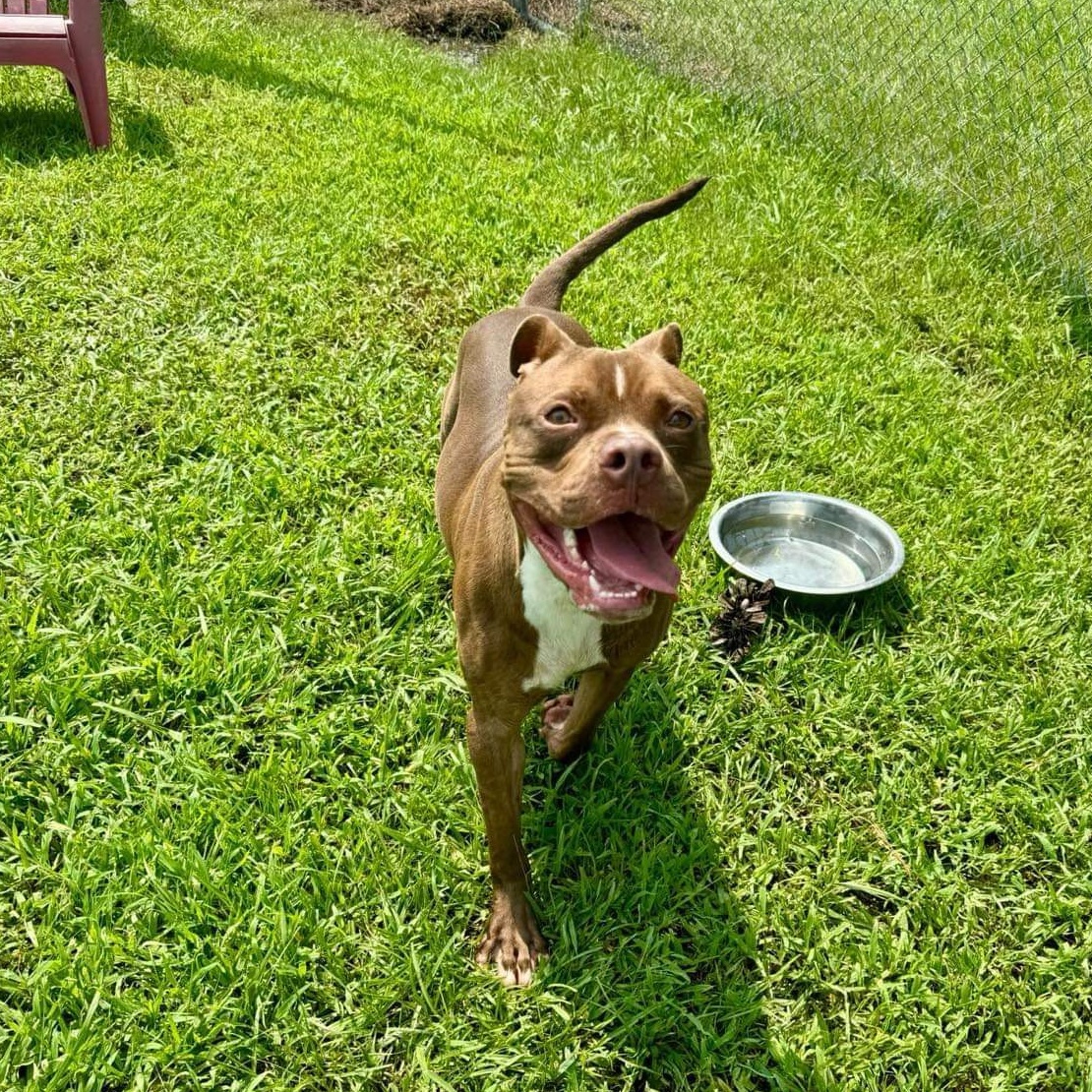 Froggy, a Adoptable Mixed Breed in Myrtle Beach, SC image 2/6